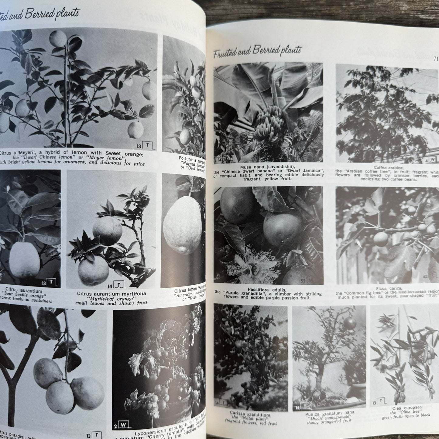 Exotic House Plants, 10th Edition, 1976 Illustrated - Pretty Old Books