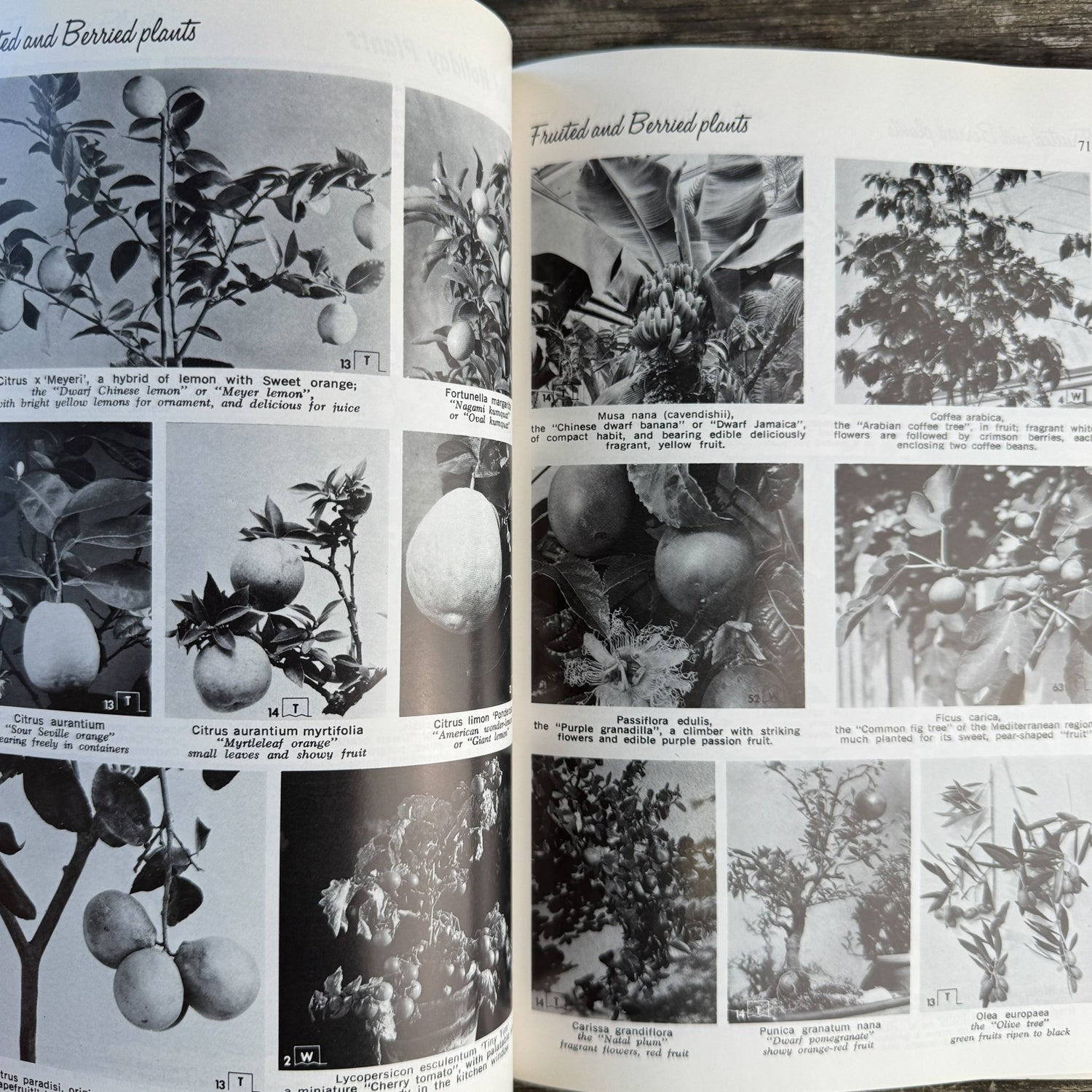Exotic House Plants, 10th Edition, 1976 Illustrated - Pretty Old Books