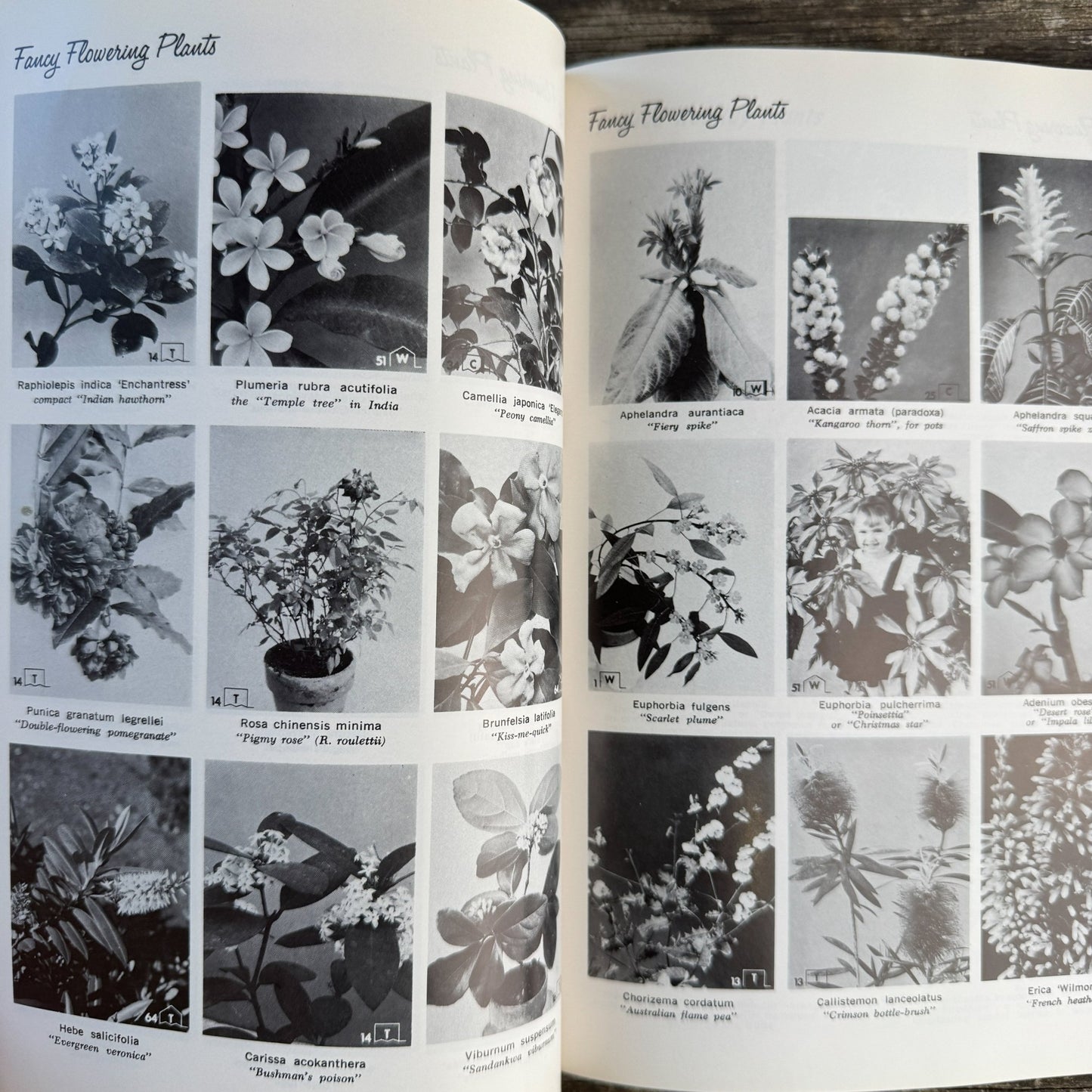 Exotic House Plants, 10th Edition, 1976 Illustrated - Pretty Old Books