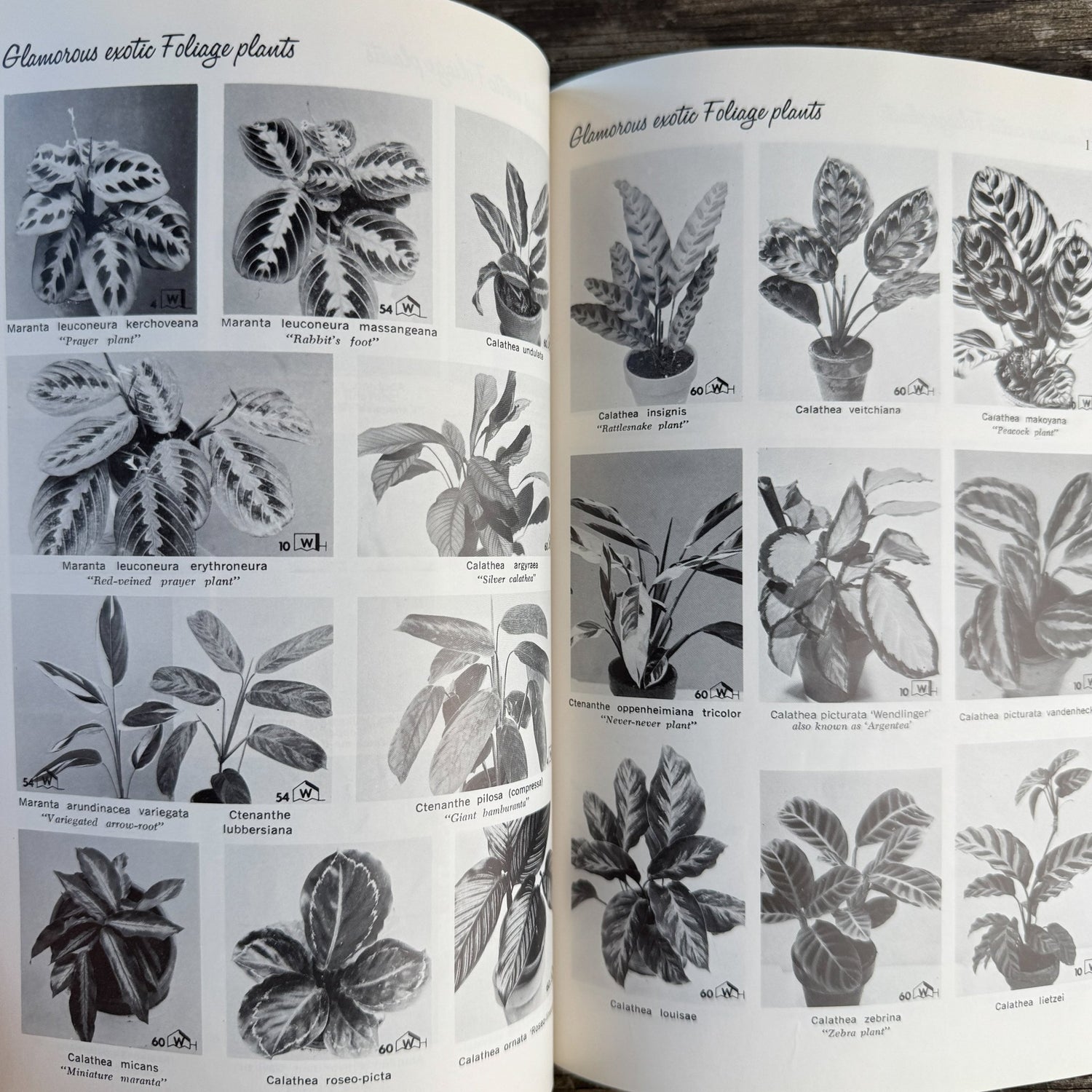 Exotic House Plants, 10th Edition, 1976 Illustrated - Pretty Old Books