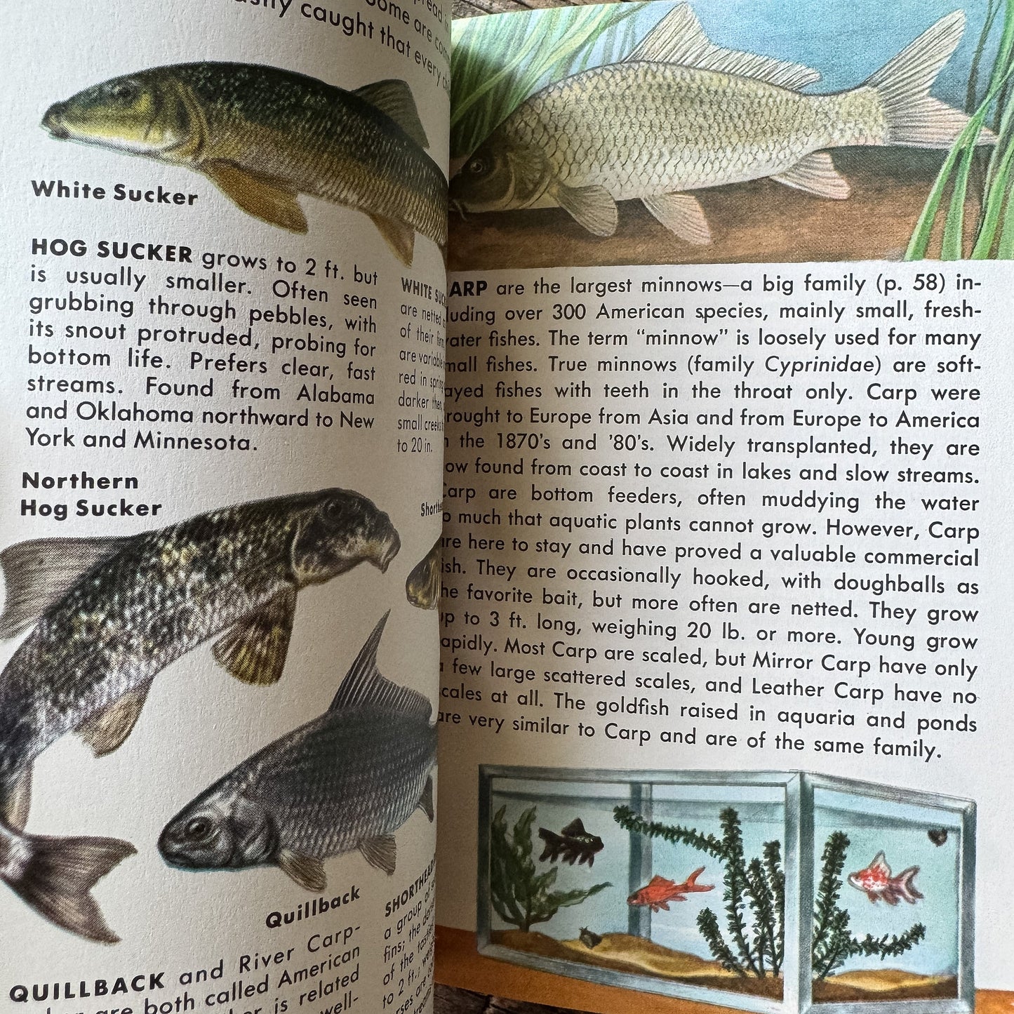 Fishes, Golden Field Guide, 1987 - Pretty Old Books