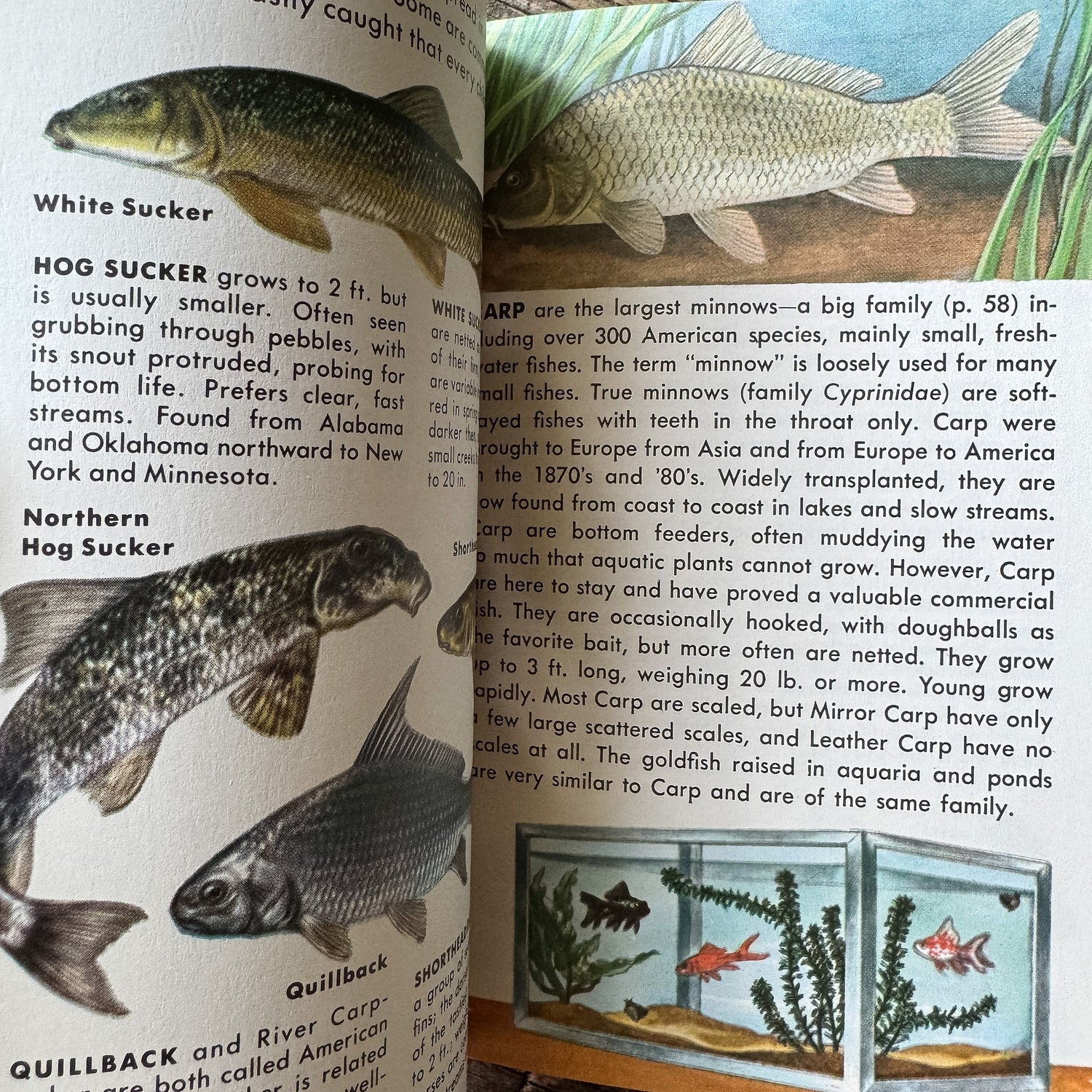 Fishes, Golden Field Guide, 1987 - Pretty Old Books