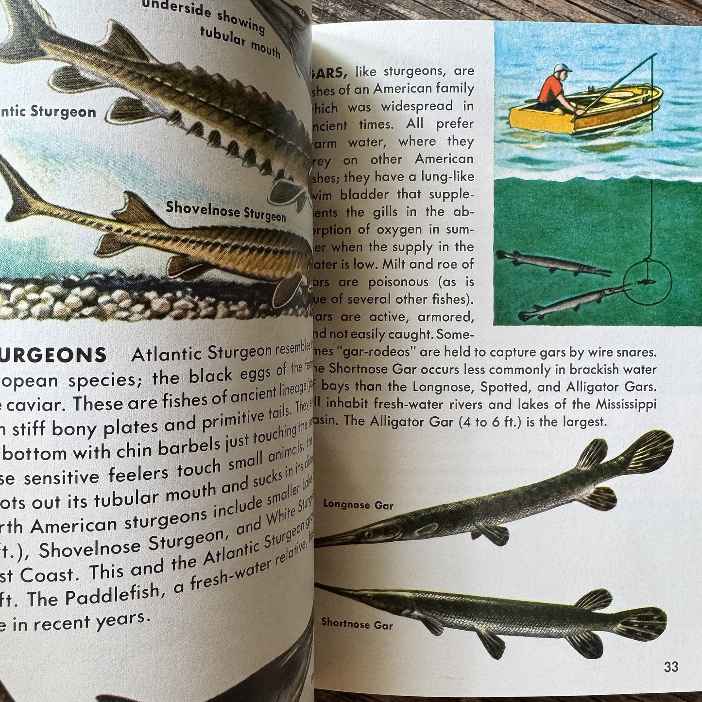 Fishes, Golden Field Guide, 1987 - Pretty Old Books