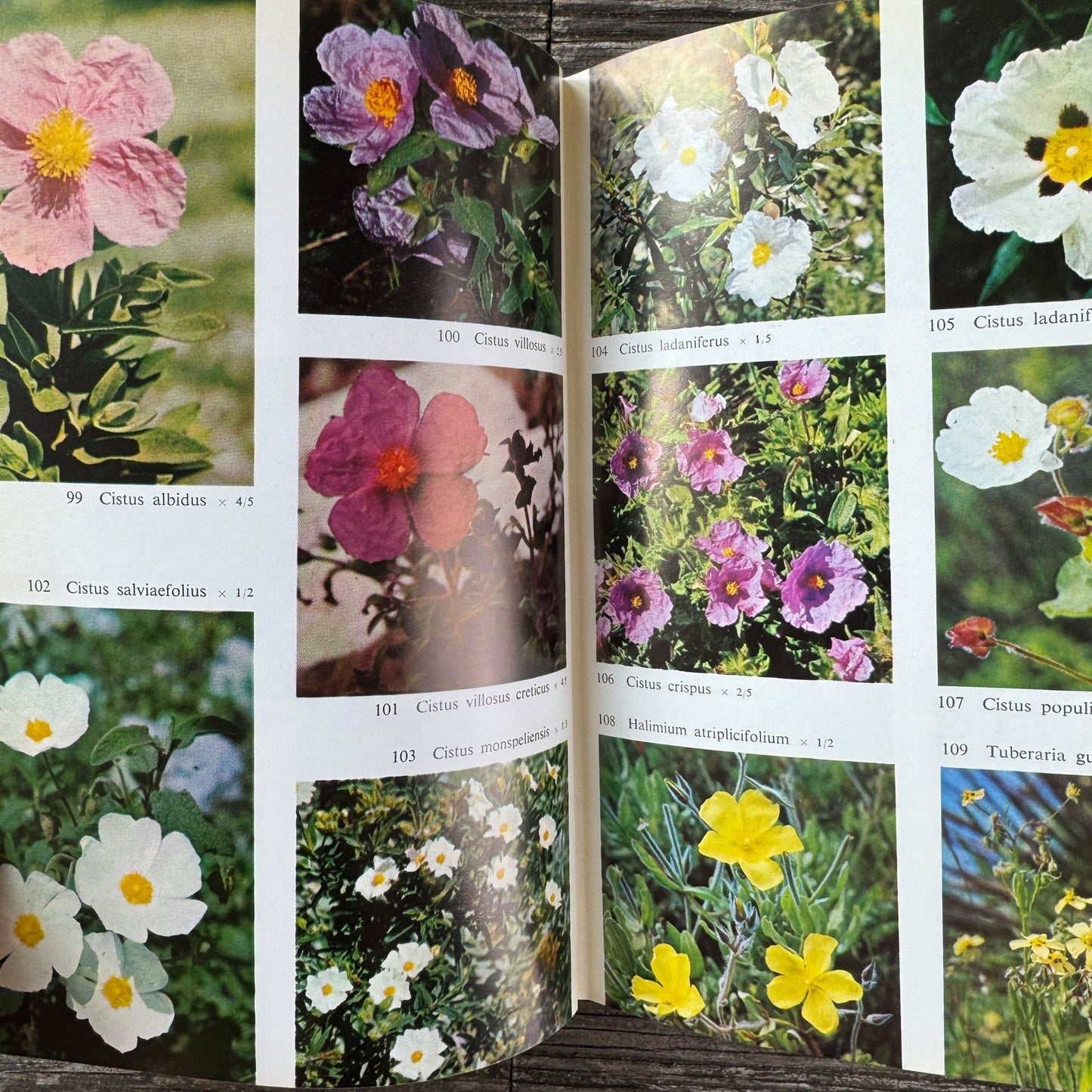 Flowers of the Mediterranean, First American Edition, 1966 - Pretty Old Books