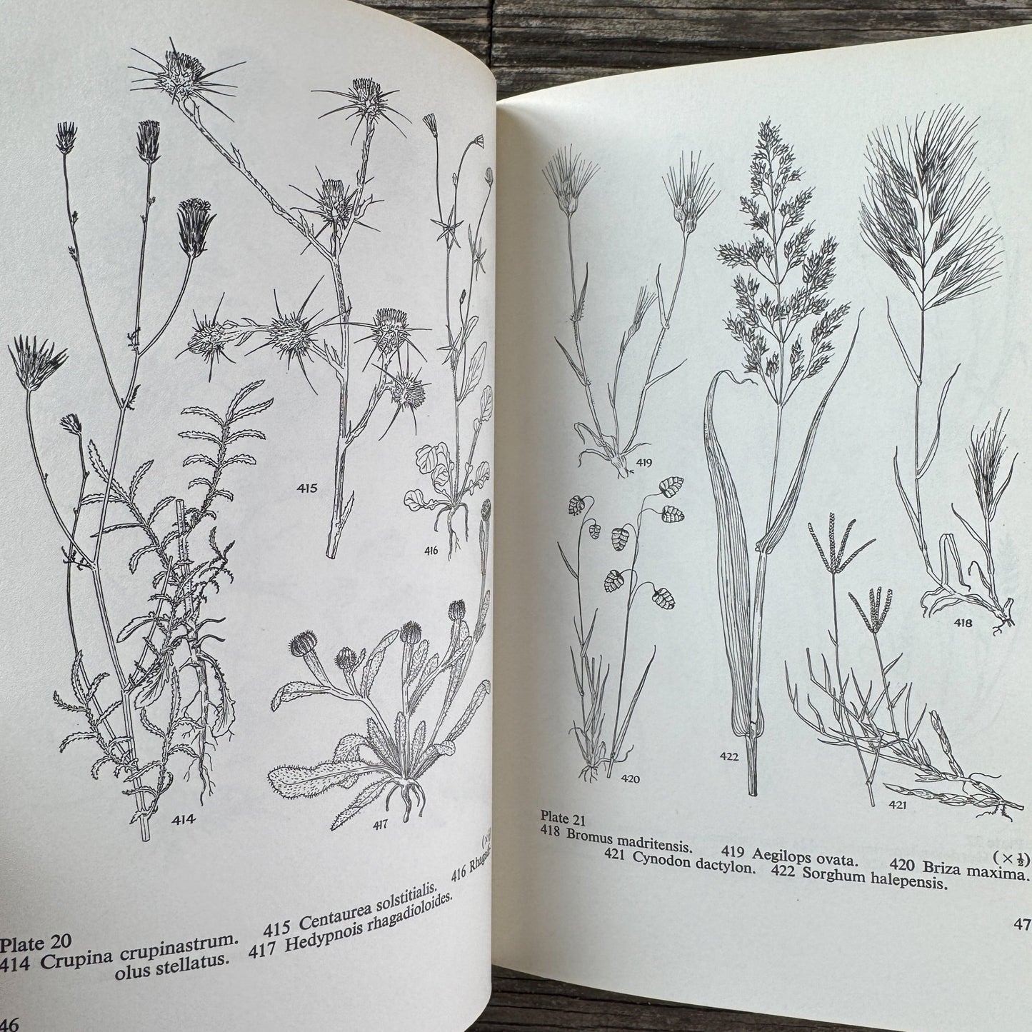Flowers of the Mediterranean, First American Edition, 1966 - Pretty Old Books