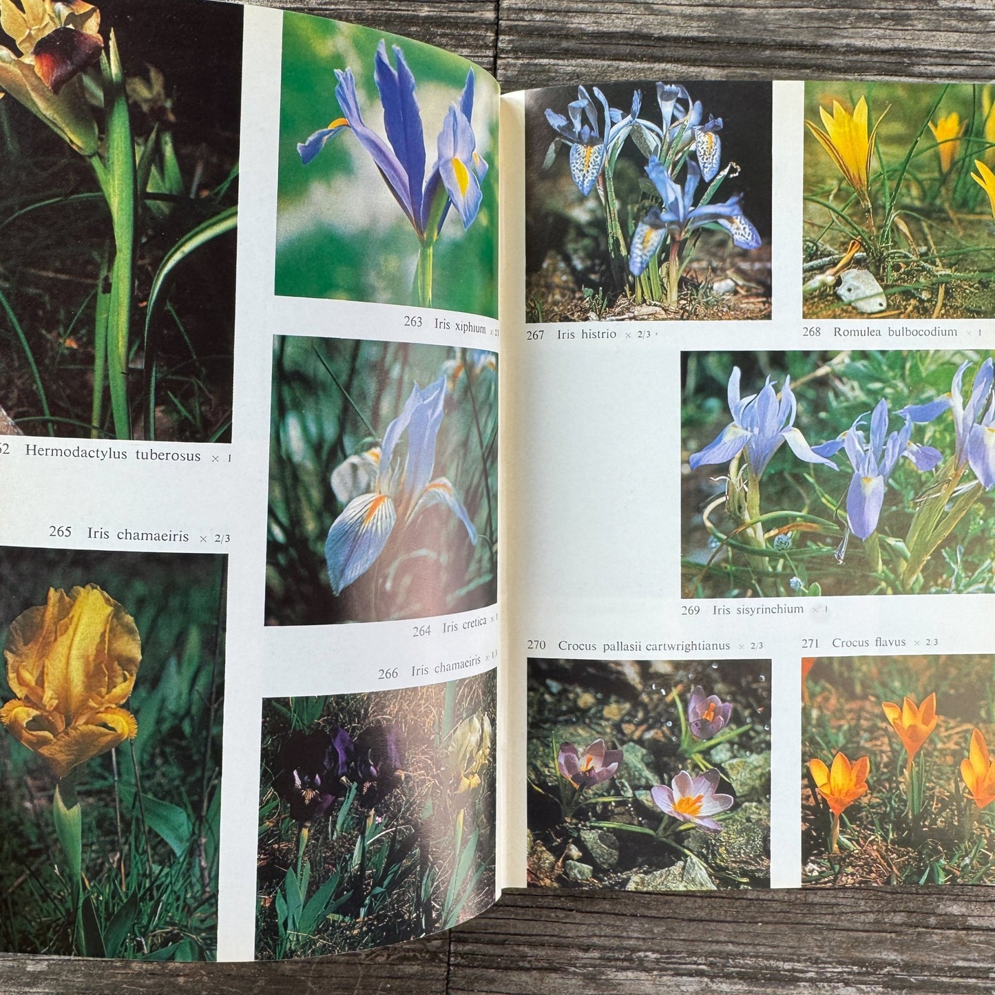 Flowers of the Mediterranean, First American Edition, 1966 - Pretty Old Books