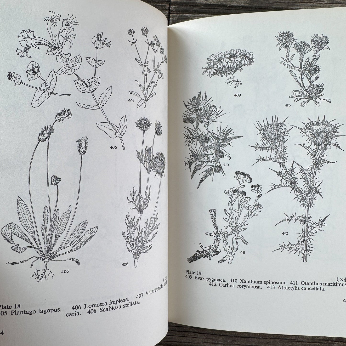 Flowers of the Mediterranean, First American Edition, 1966 - Pretty Old Books