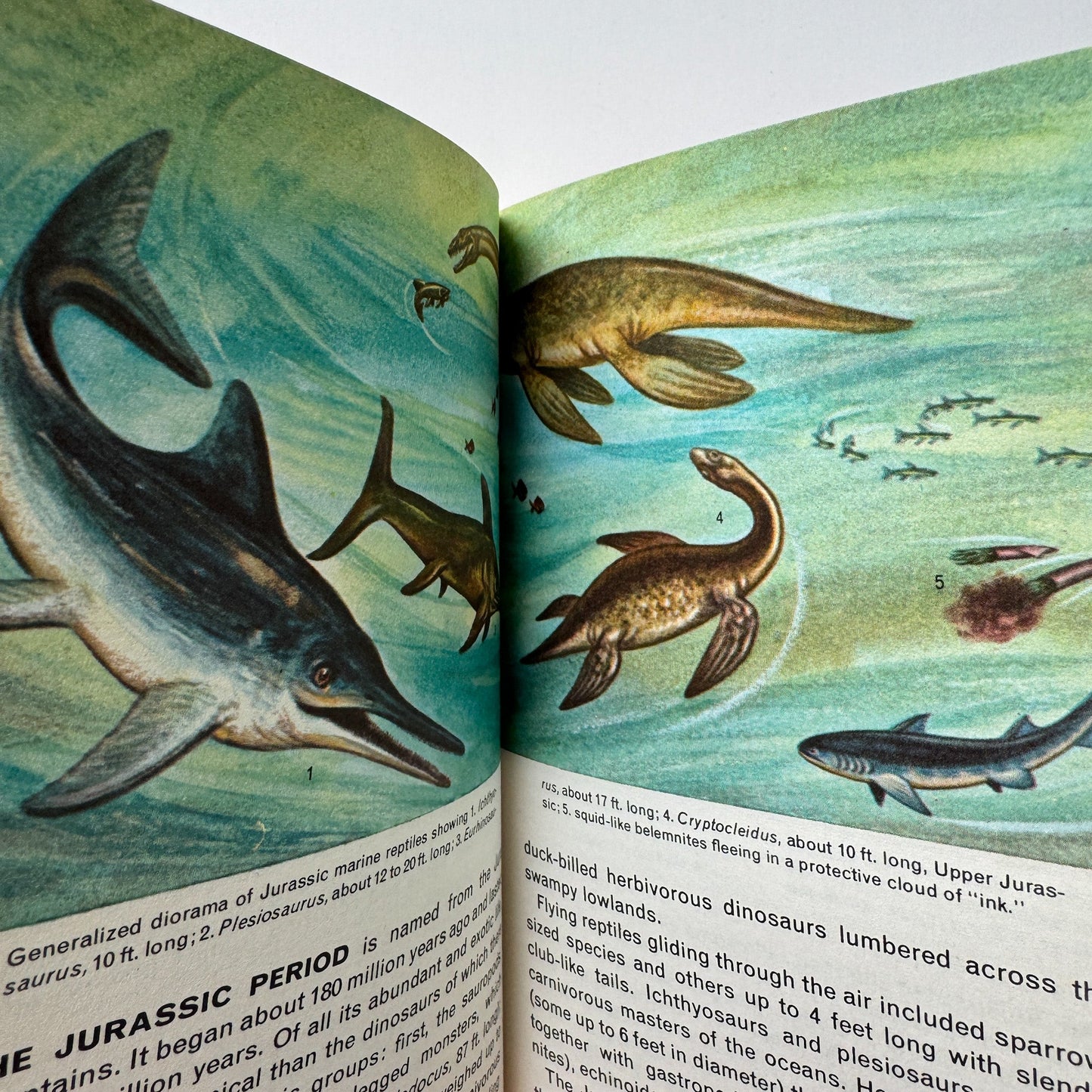 Fossils: A Golden Nature Guide, Paperback, 1962 - Pretty Old Books