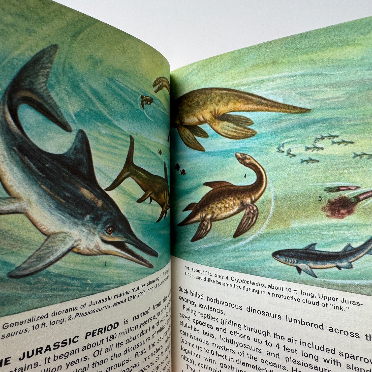 Fossils: A Golden Nature Guide, Paperback, 1962 - Pretty Old Books