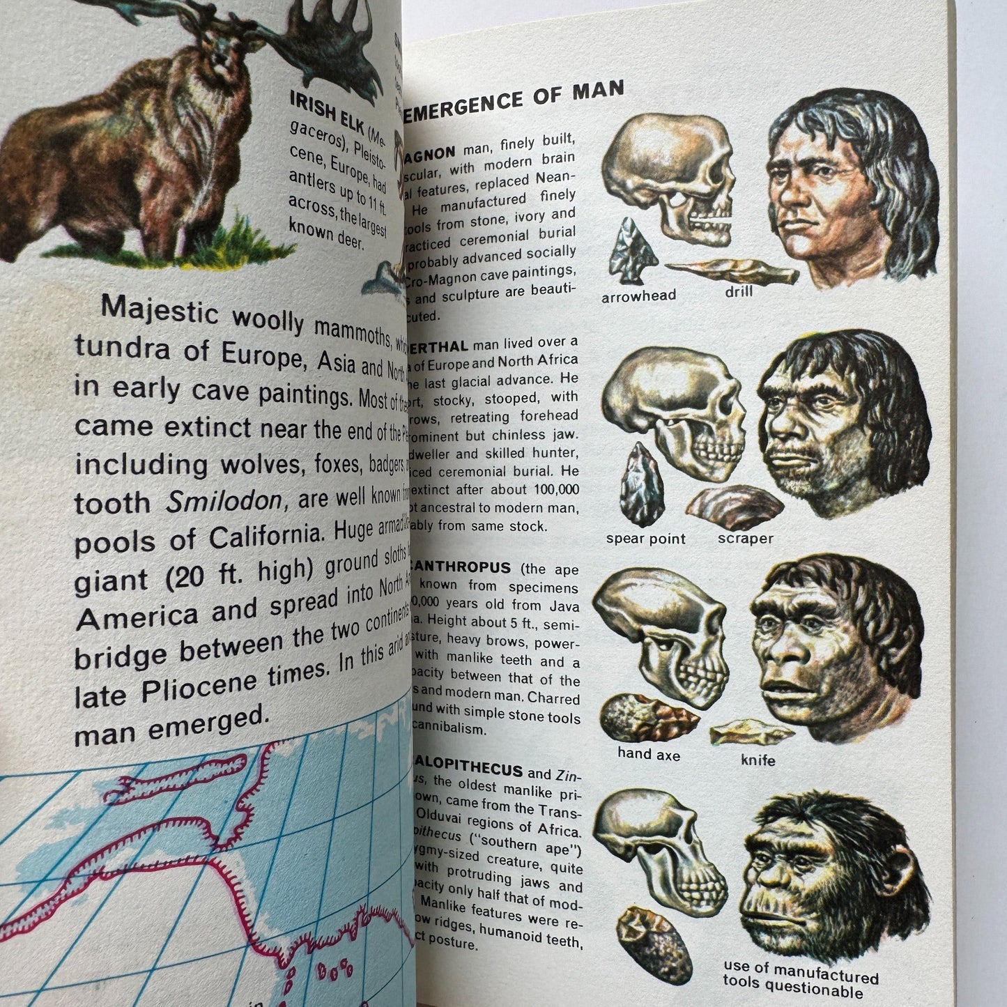 Fossils: A Golden Nature Guide, Paperback, 1962 - Pretty Old Books