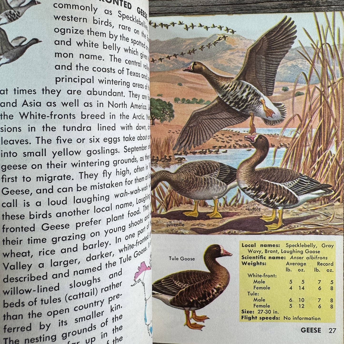 Game Birds, A Golden Guide, 1961 - Pretty Old Books
