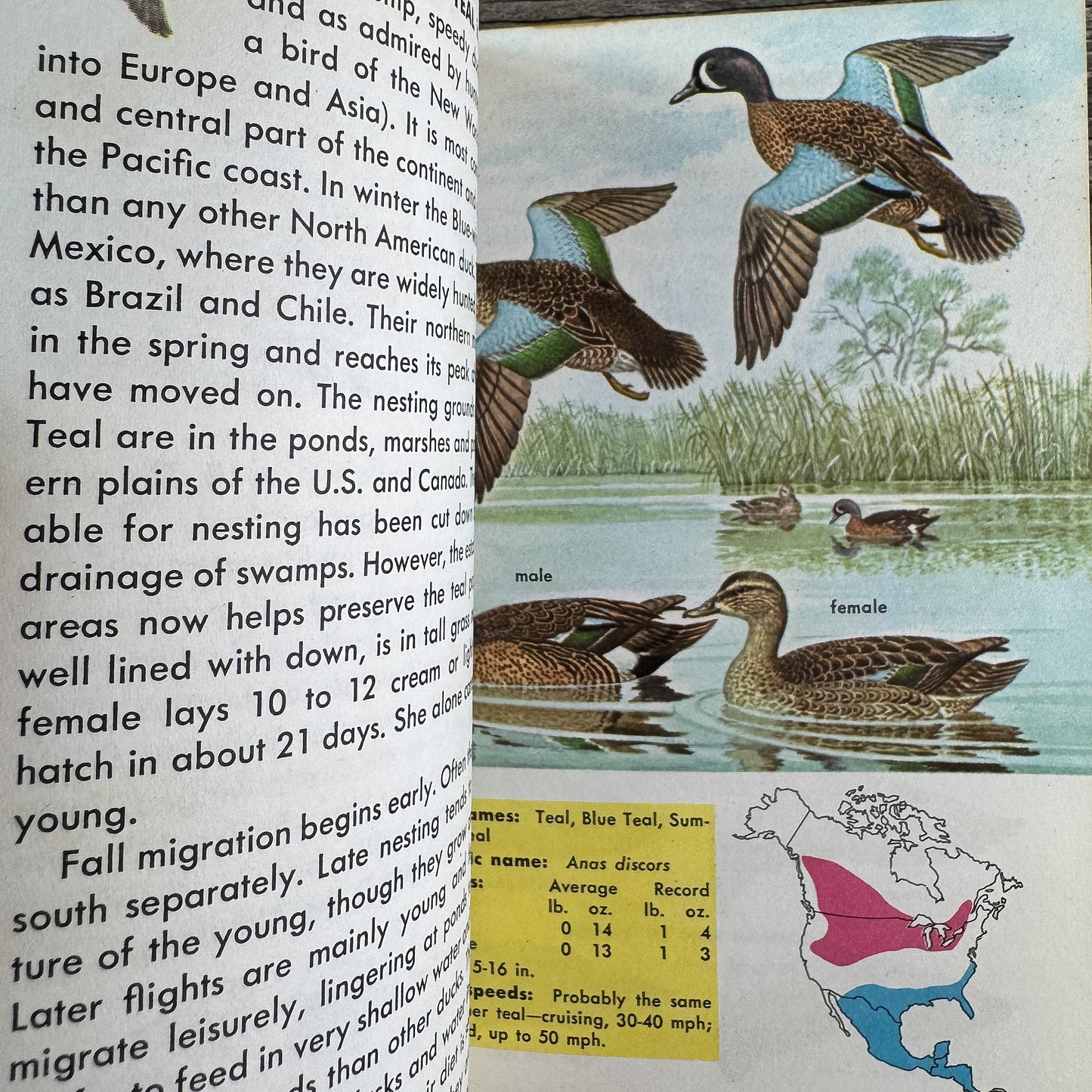 Game Birds, A Golden Guide, 1961 - Pretty Old Books