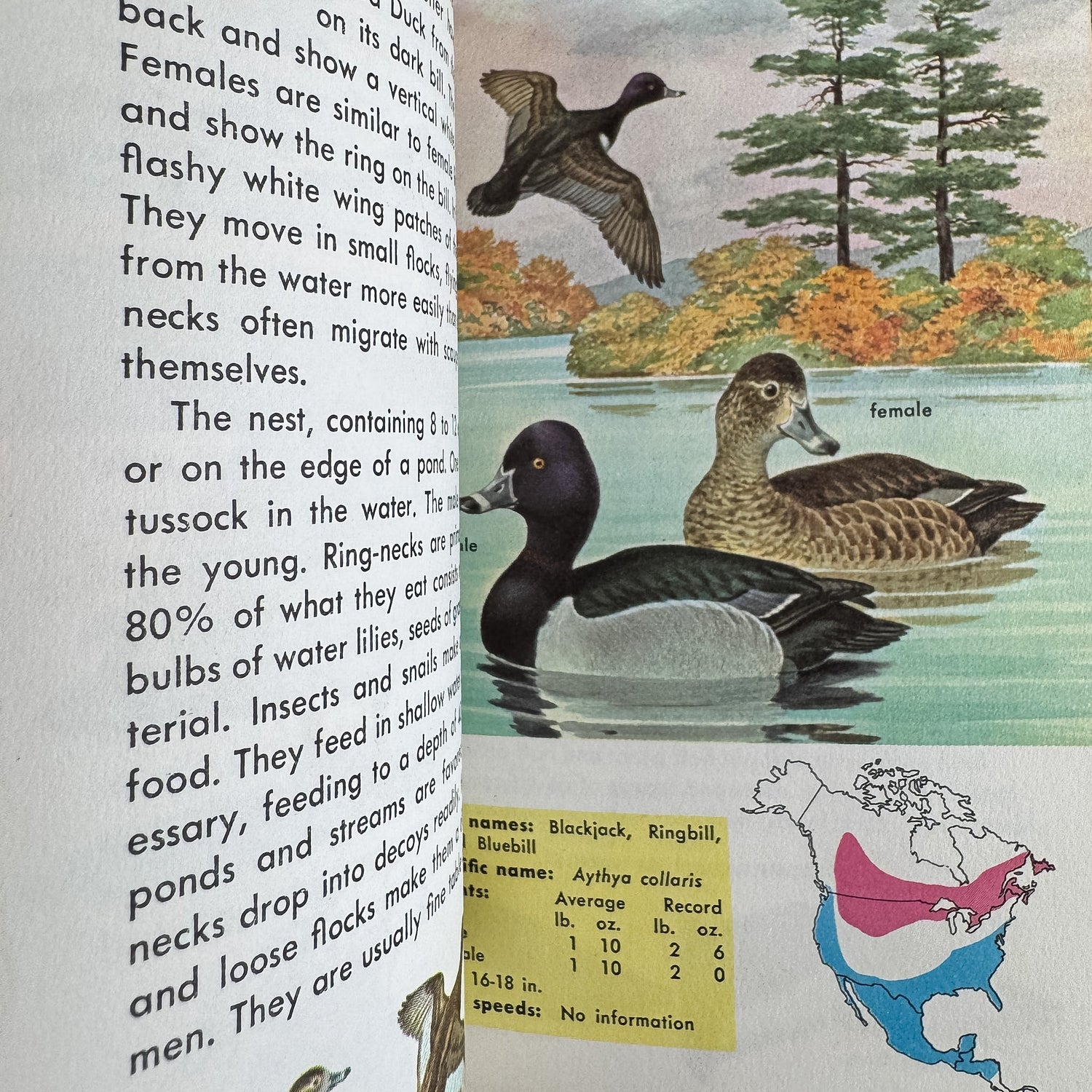 Game Birds, A Golden Guide, 1961 - Pretty Old Books