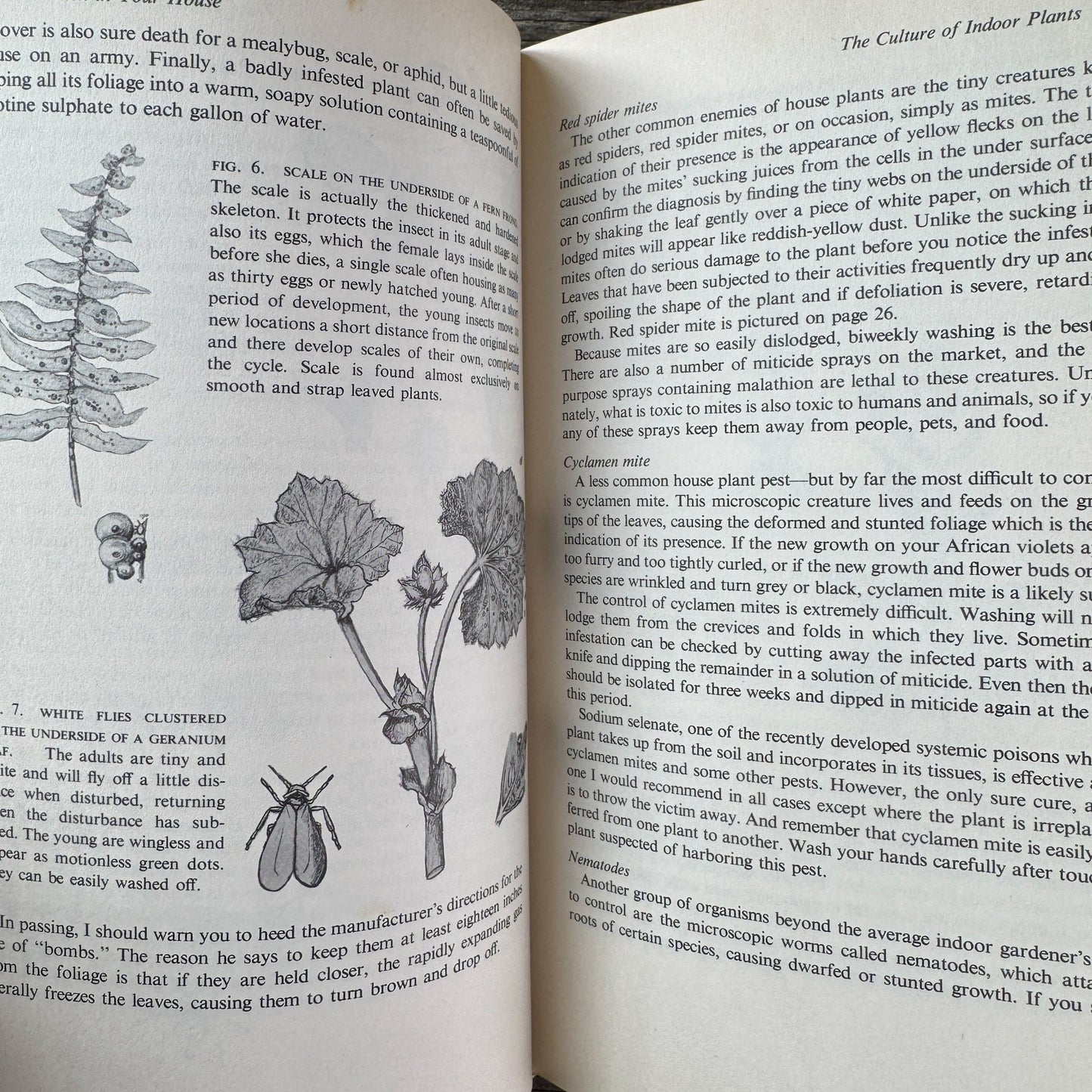 Garden in Your House by Ernesta Drinker Ballard, 1958 - Pretty Old Books