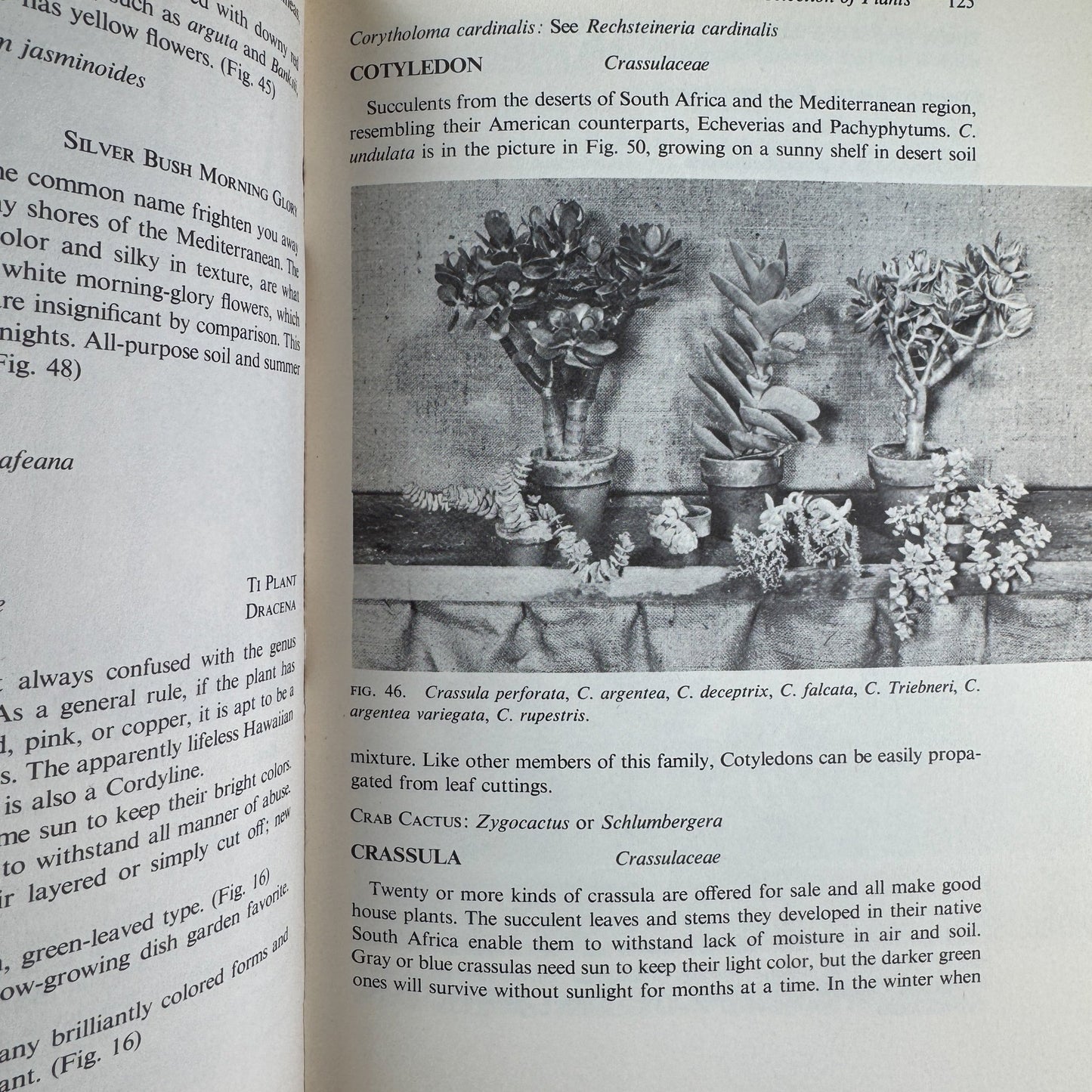 Garden in Your House by Ernesta Drinker Ballard, 1958 - Pretty Old Books