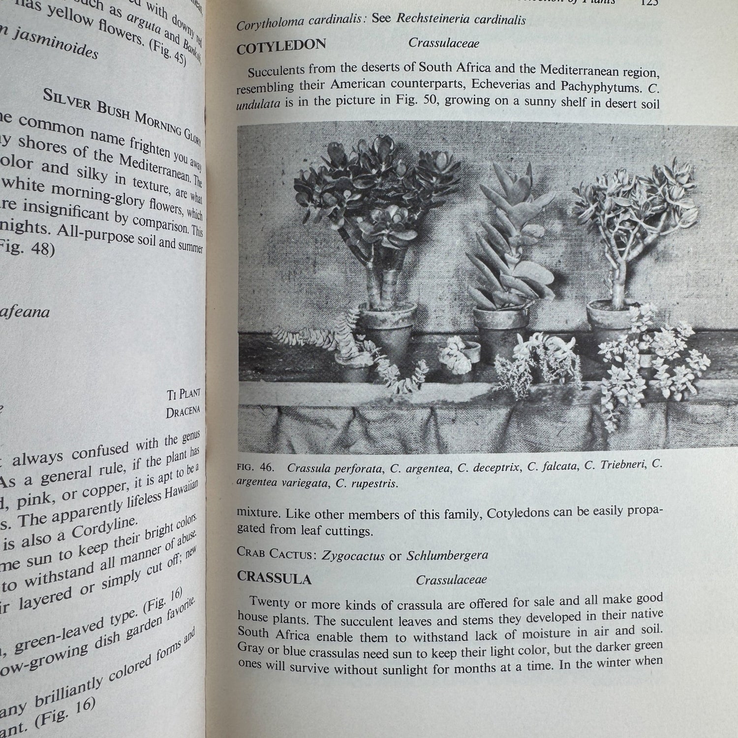 Garden in Your House by Ernesta Drinker Ballard, 1958 - Pretty Old Books