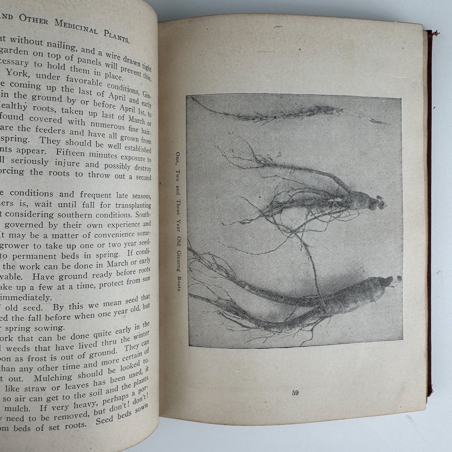 Ginseng and Other Medicinal Plants, 1908, A.R. Harding - Pretty Old Books