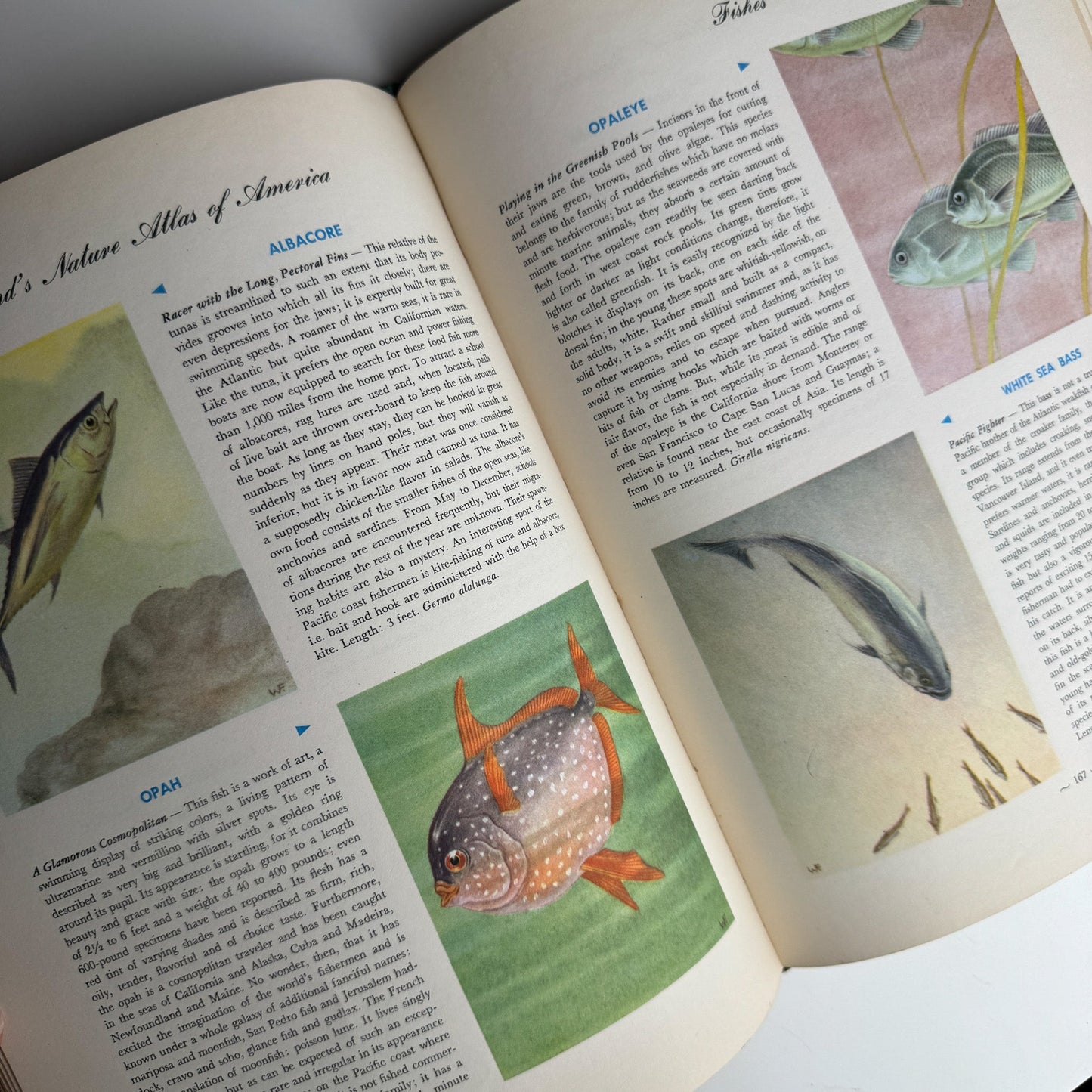 Hammond's Nature Atlas of America, Wildlife Species, 1952, Watercolor Nature Art - Pretty Old Books