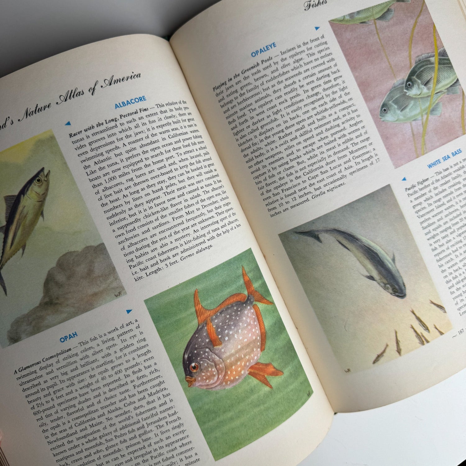 Hammond's Nature Atlas of America, Wildlife Species, 1952, Watercolor Nature Art - Pretty Old Books