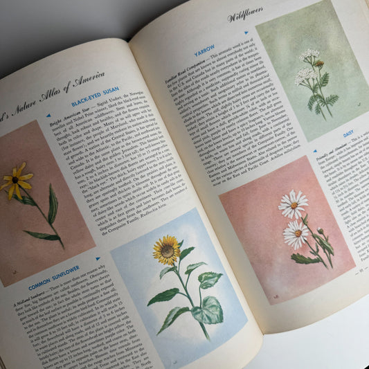 Hammond's Nature Atlas of America, Wildlife Species, 1952, Watercolor Nature Art - Pretty Old Books