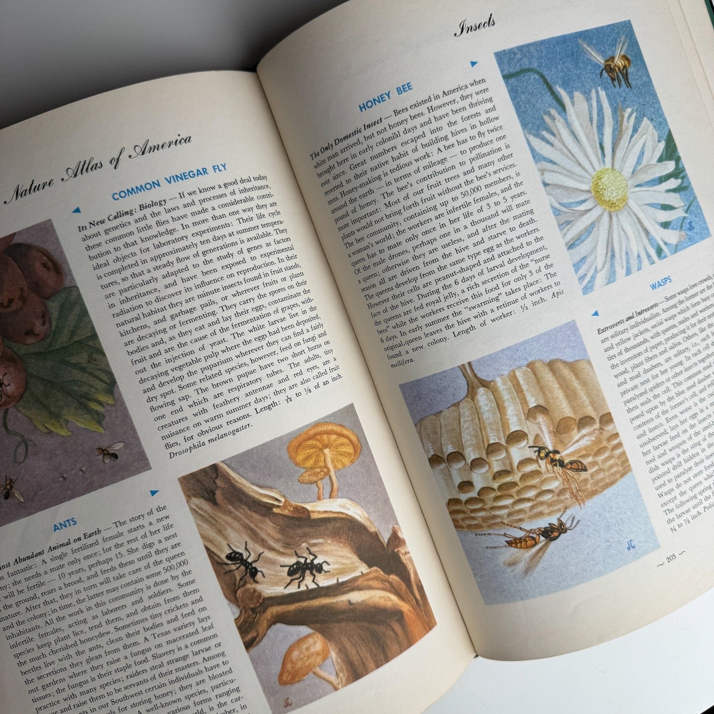 Hammond's Nature Atlas of America, Wildlife Species, 1952, Watercolor Nature Art - Pretty Old Books