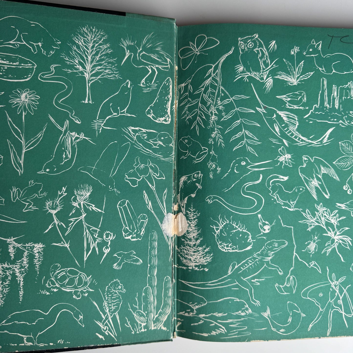 Hammond's Nature Atlas of America, Wildlife Species, 1952, Watercolor Nature Art - Pretty Old Books