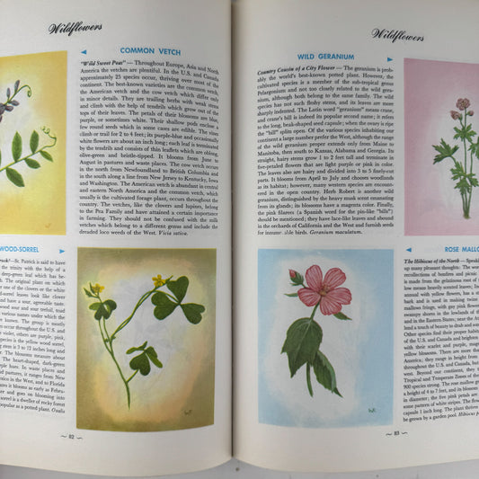 Hammond's Nature Atlas of America, Wildlife Species, 1971, Watercolor Nature Art - Pretty Old Books