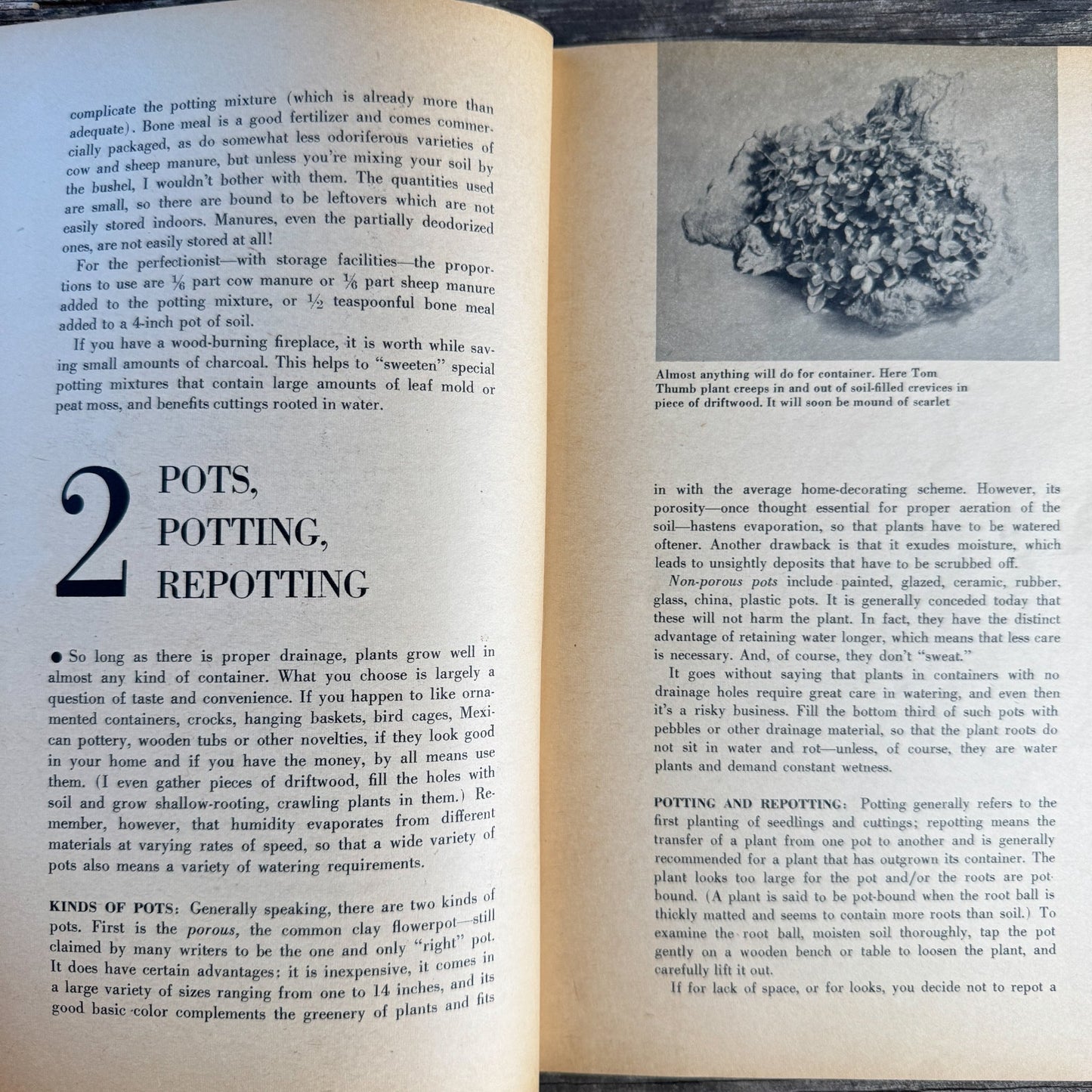 House Plants, Andree Vilas Grabe, 1963, Maco Magazine, Paperback - Pretty Old Books