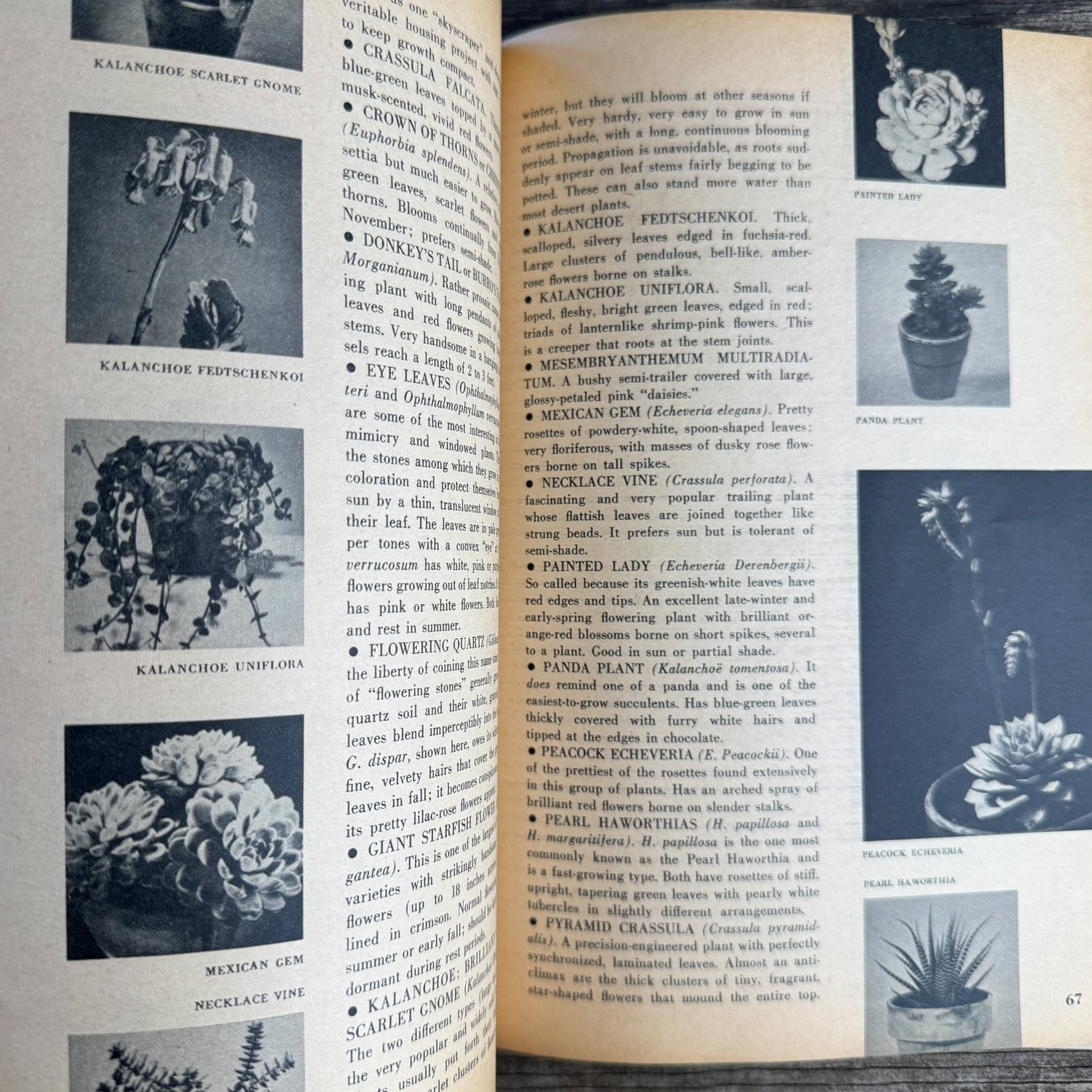 House Plants, Andree Vilas Grabe, 1963, Maco Magazine, Paperback - Pretty Old Books