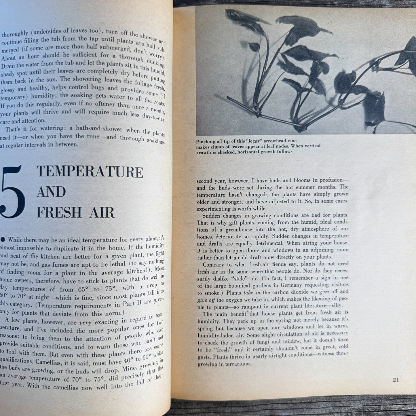 House Plants, Andree Vilas Grabe, 1963, Maco Magazine, Paperback - Pretty Old Books