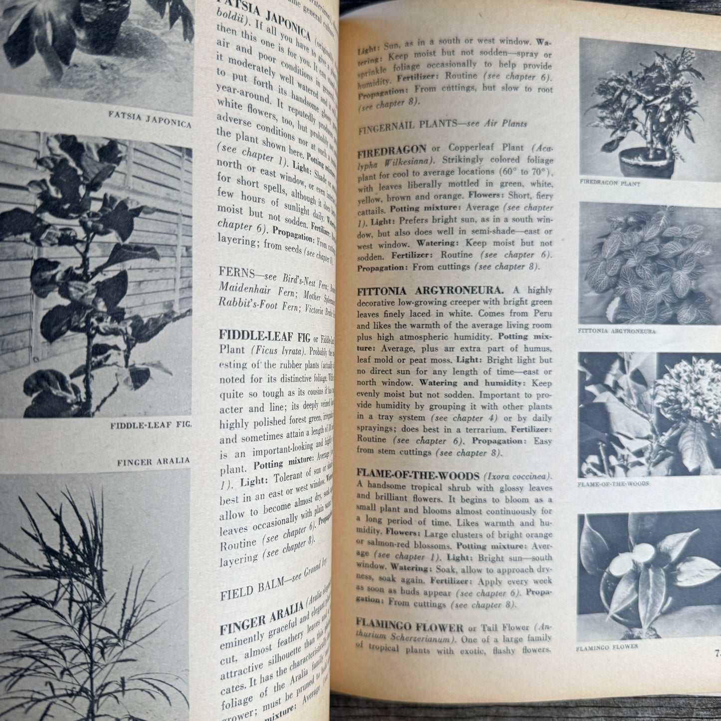 House Plants, Andree Vilas Grabe, 1963, Maco Magazine, Paperback - Pretty Old Books