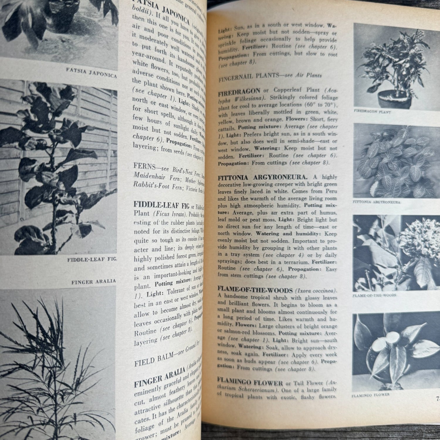 House Plants, Andree Vilas Grabe, 1963, Maco Magazine, Paperback - Pretty Old Books