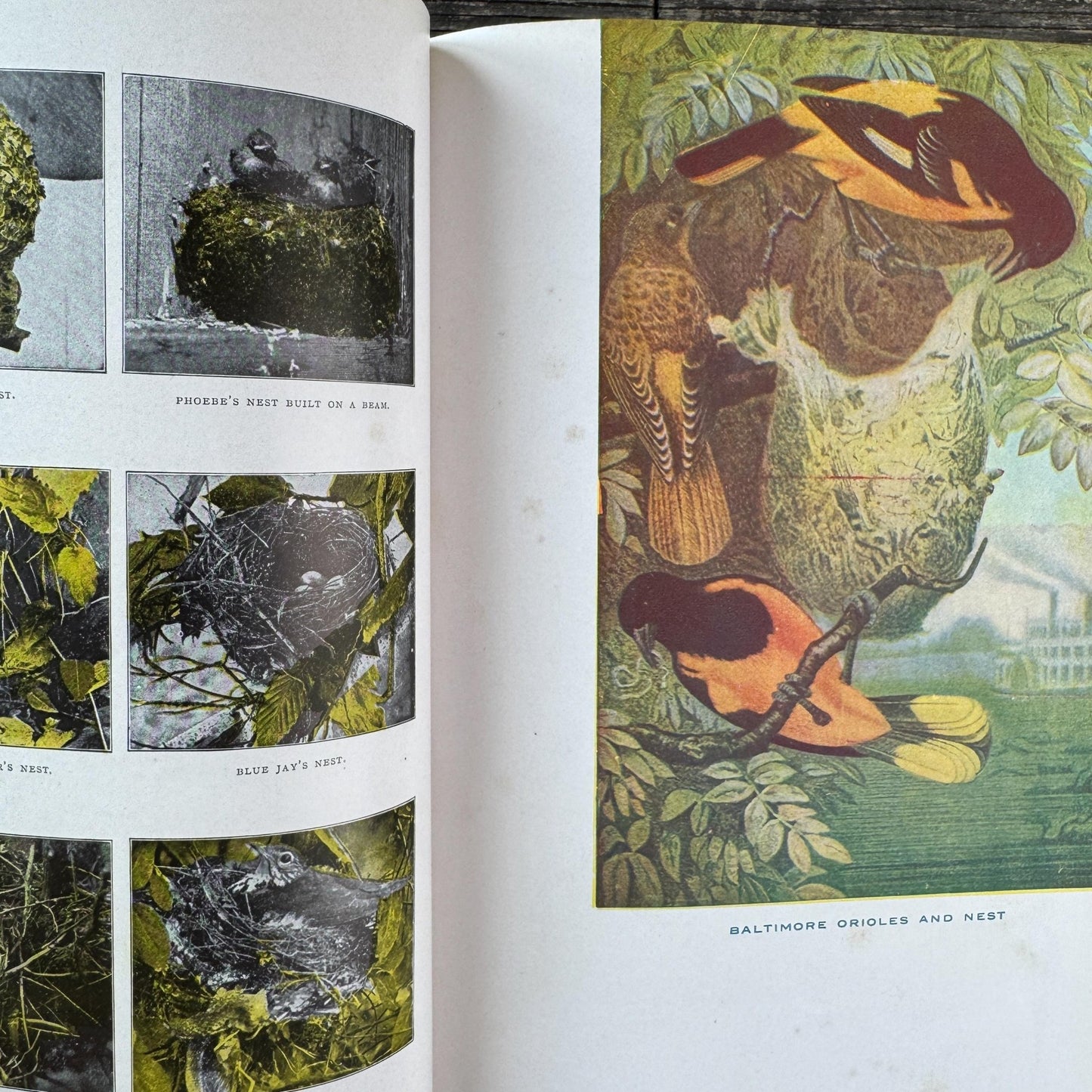 How and Why Library, Vintage Children's Encyclopedia, 1947, Traditional Values and Classical Study - Pretty Old Books