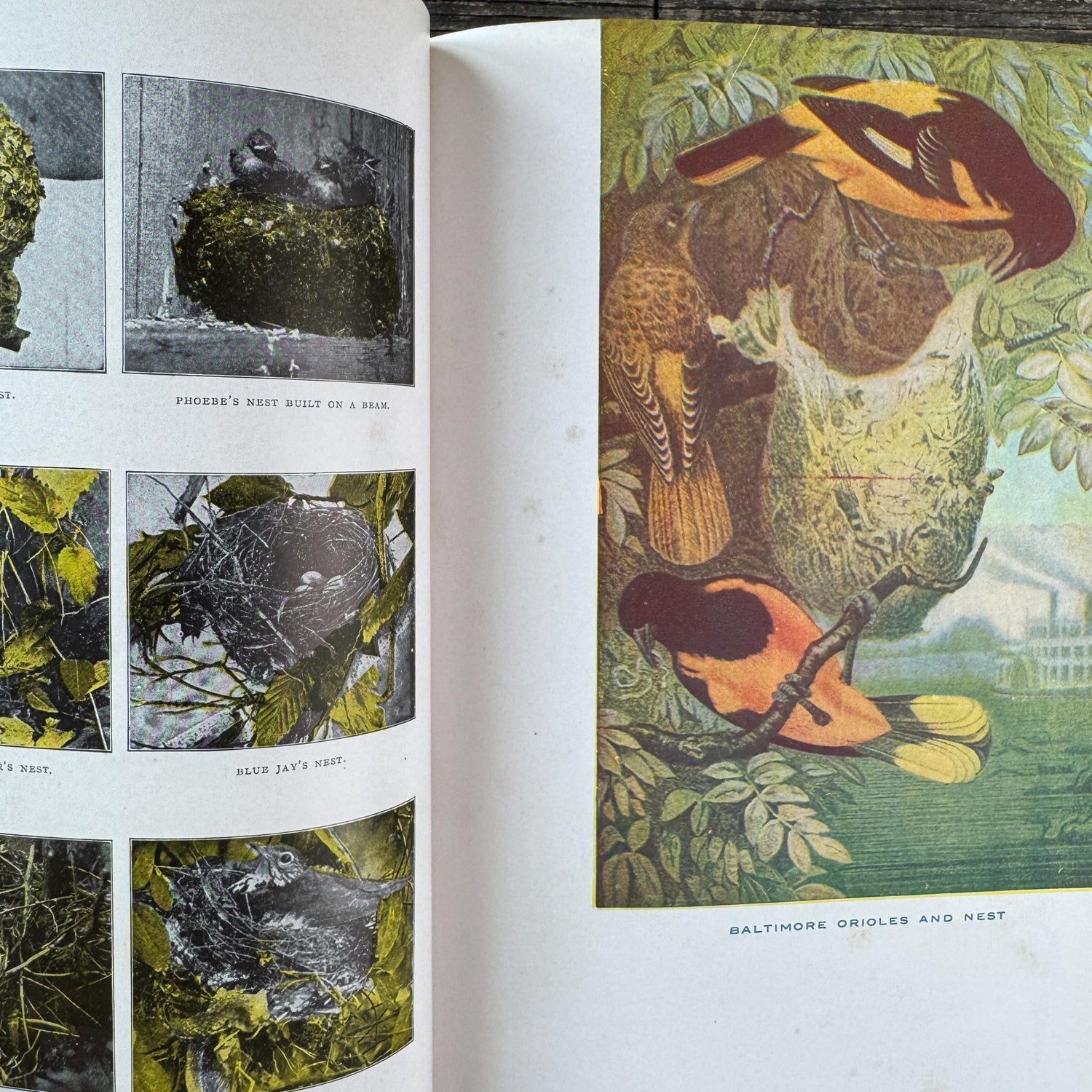 How and Why Library, Vintage Children's Encyclopedia, 1947, Traditional Values and Classical Study - Pretty Old Books