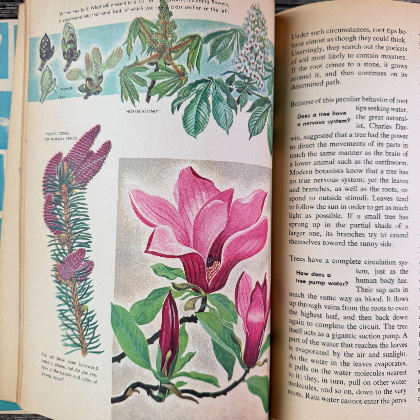 How and Why Wonder Book of Trees, Paperback, 1964 - Pretty Old Books