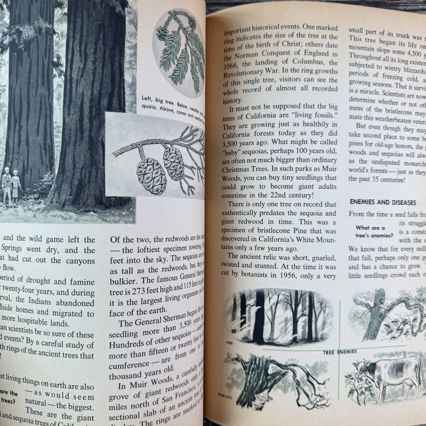 How and Why Wonder Book of Trees, Paperback, 1964 - Pretty Old Books