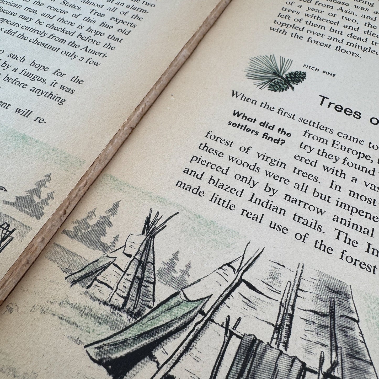 How and Why Wonder Book of Trees, Paperback, 1964 - Pretty Old Books