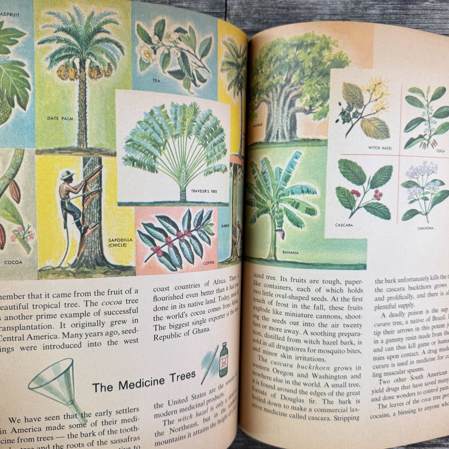 How and Why Wonder Book of Trees, Paperback, 1964 - Pretty Old Books