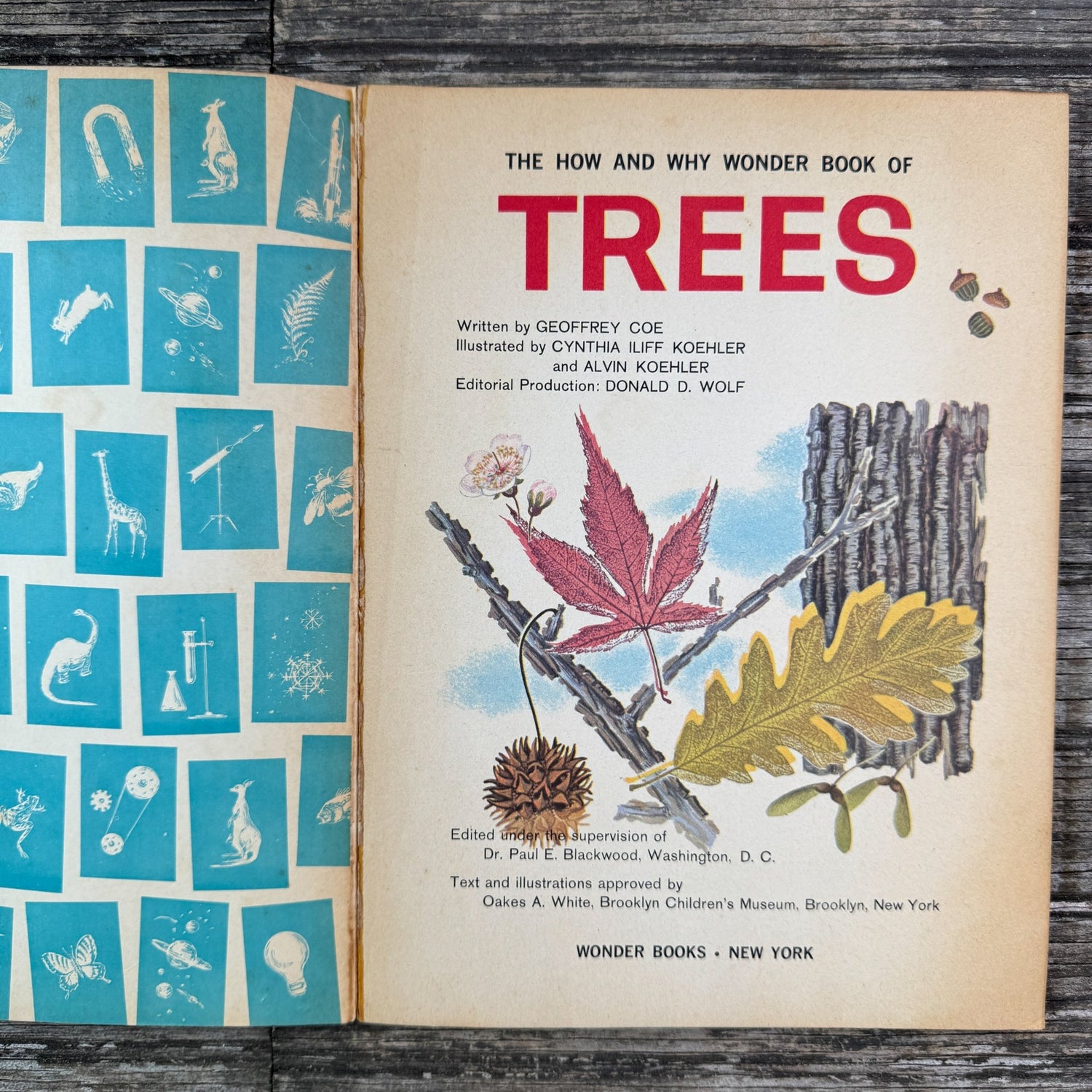 How and Why Wonder Book of Trees, Paperback, 1964 - Pretty Old Books
