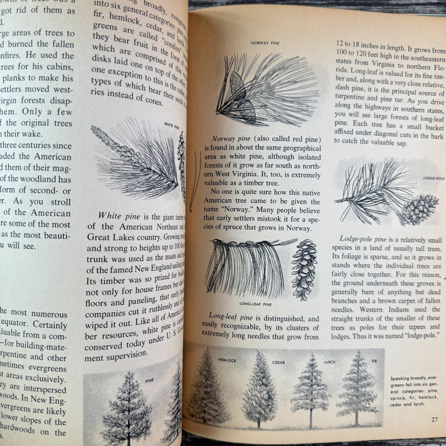 How and Why Wonder Book of Trees, Paperback, 1964 - Pretty Old Books