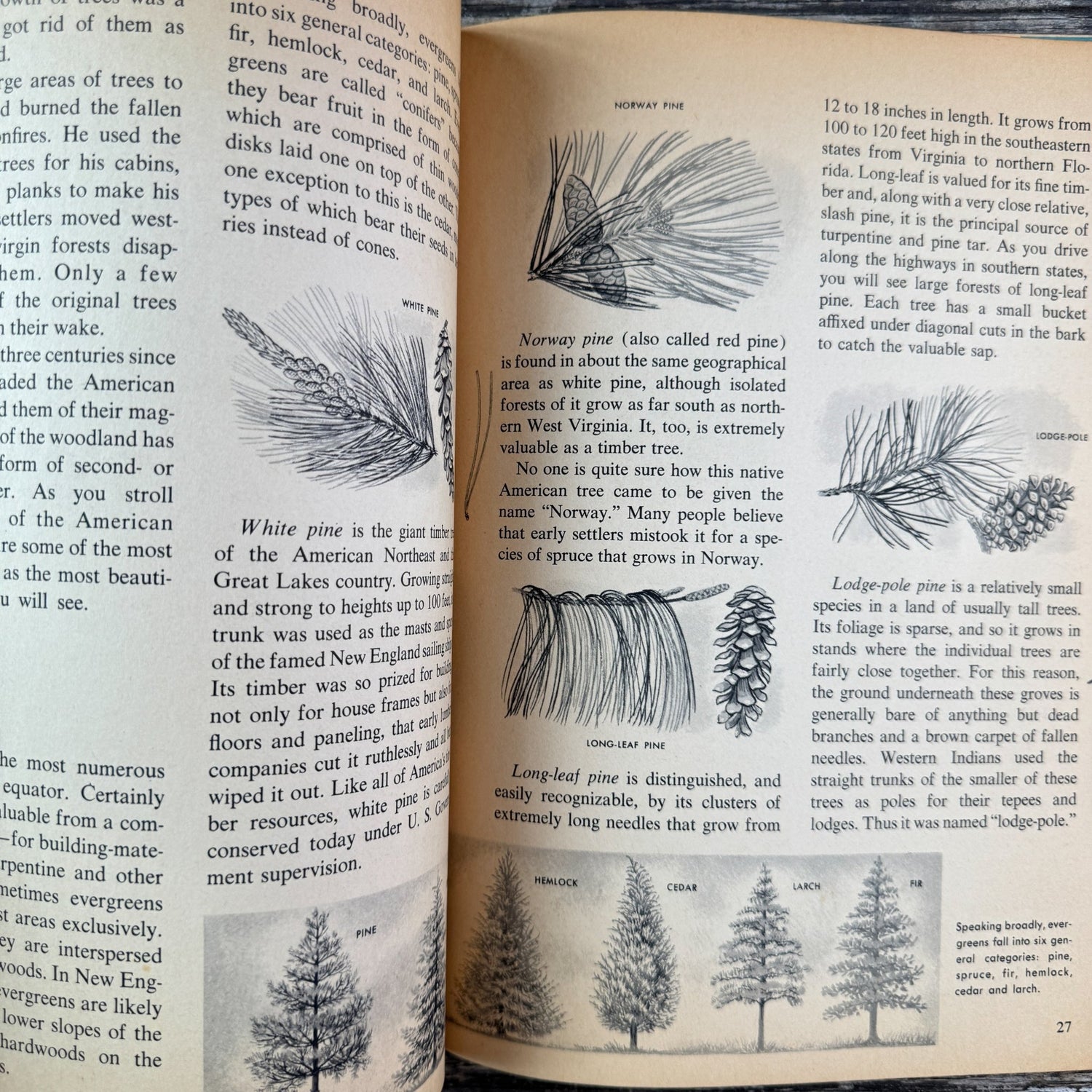 How and Why Wonder Book of Trees, Paperback, 1964 - Pretty Old Books