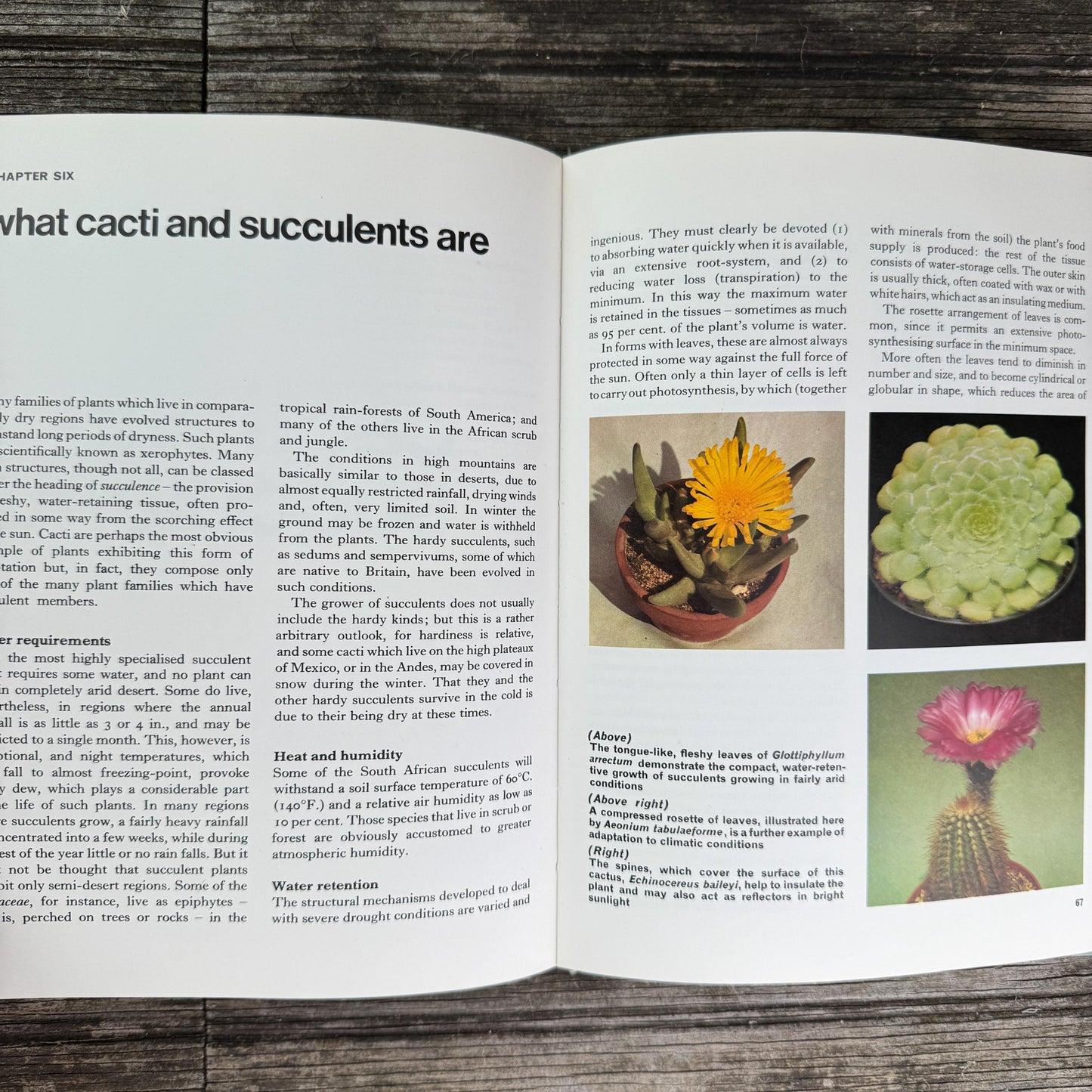 Vintage Gardening and House Plant Themed Coffee Table Book Bundle for Shelf Styling