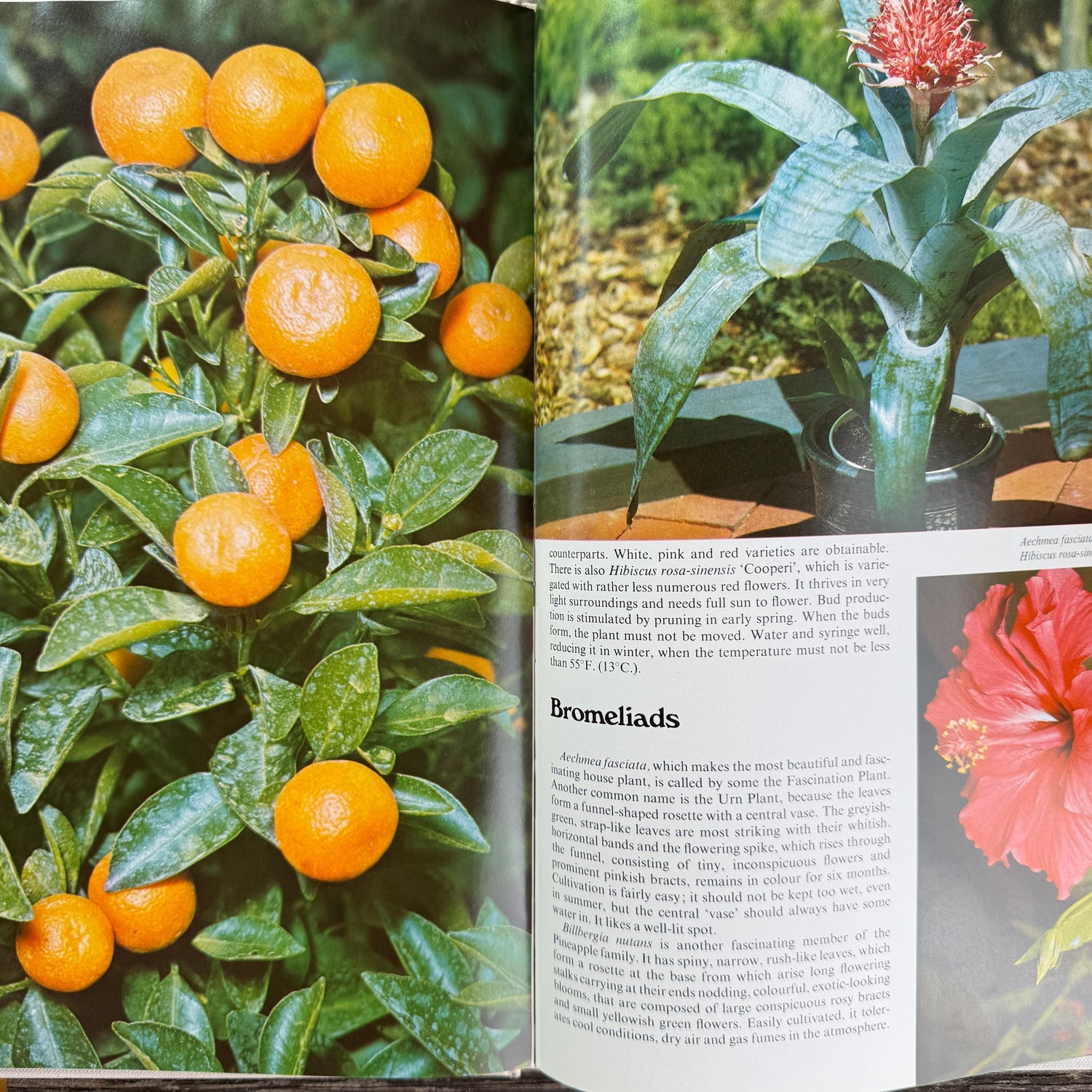 Vintage Gardening and House Plant Themed Coffee Table Book Bundle for Shelf Styling