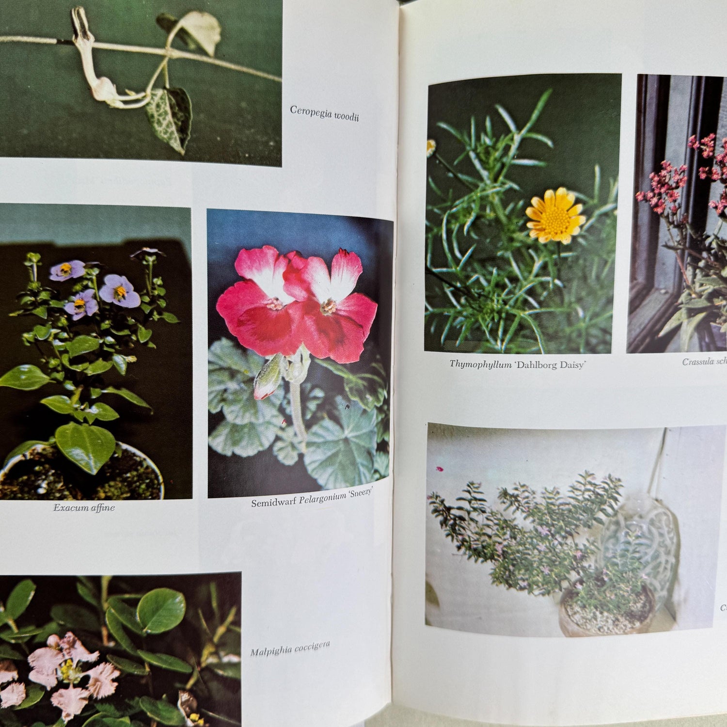 Vintage Gardening and House Plant Themed Coffee Table Book Bundle for Shelf Styling