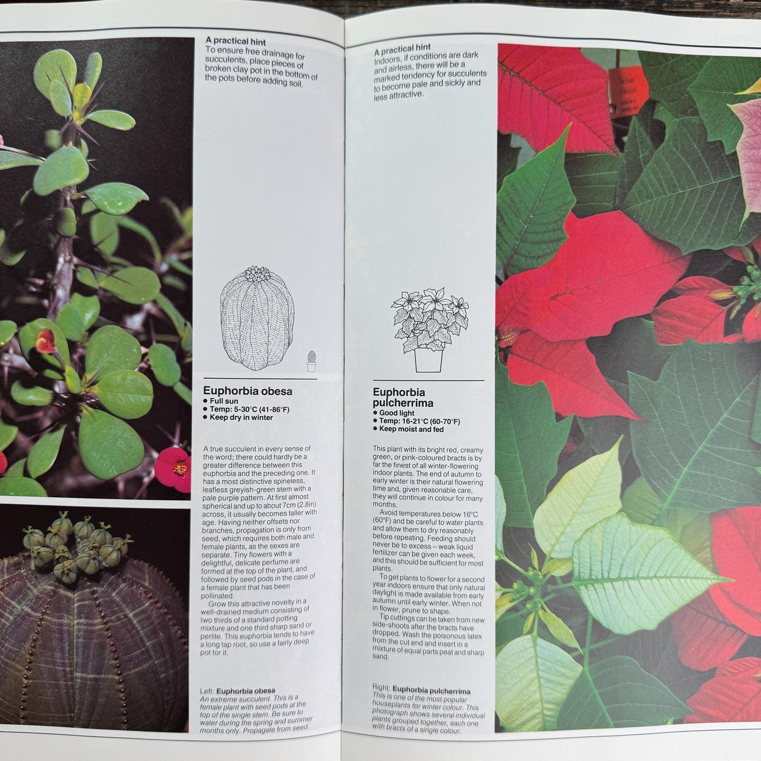 Vintage Gardening and House Plant Themed Coffee Table Book Bundle for Shelf Styling