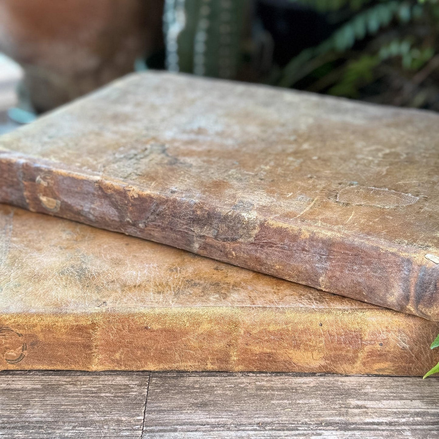 Antique 1778 Vellum Canon Law Book Set in Latin, Jus Canonicum Universum, 2 Volumes