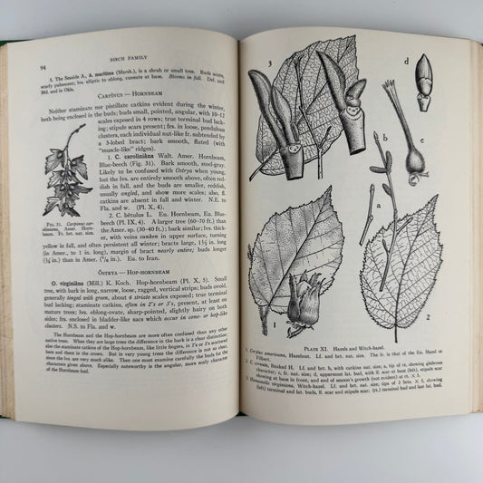 Illustrated Guide to Trees and Shrubs, Northeastern US, 1956 Hardcover - Pretty Old Books
