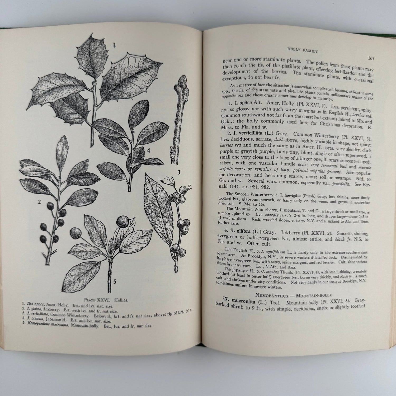 Illustrated Guide to Trees and Shrubs, Northeastern US, 1956 Hardcover - Pretty Old Books
