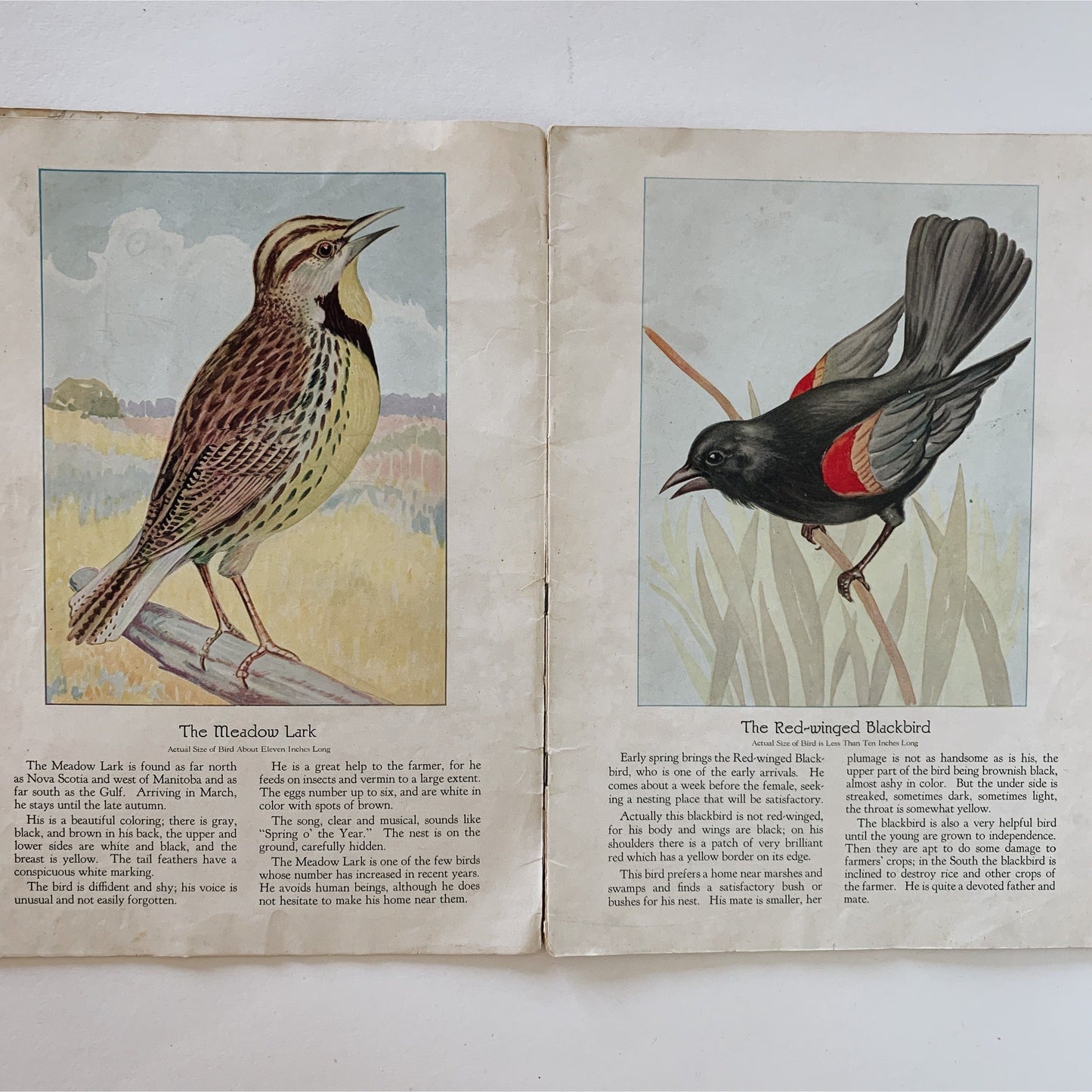Birds We Know, Ray Gleason, 1928, Illustrated Soft Cover Oversized Book