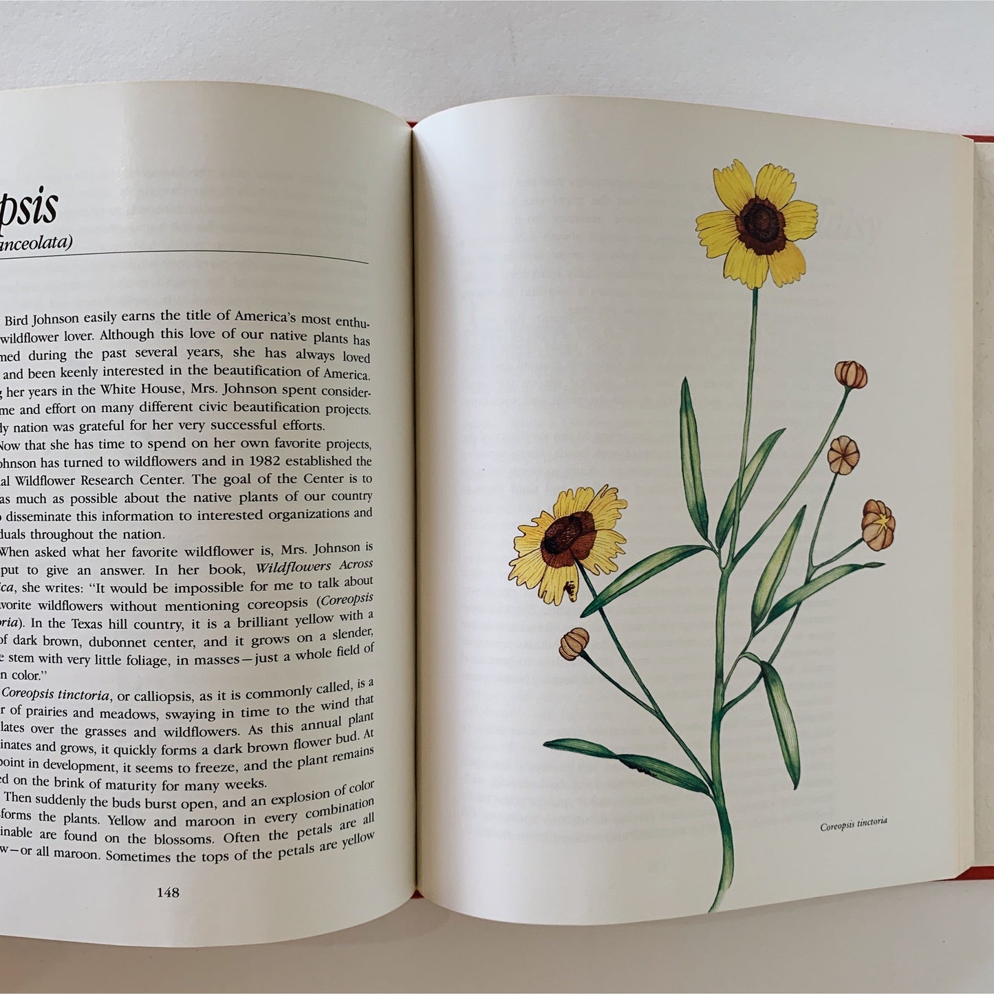 Southern Wildflowers, 1989, Laura C Martin, Botanical Illustrations